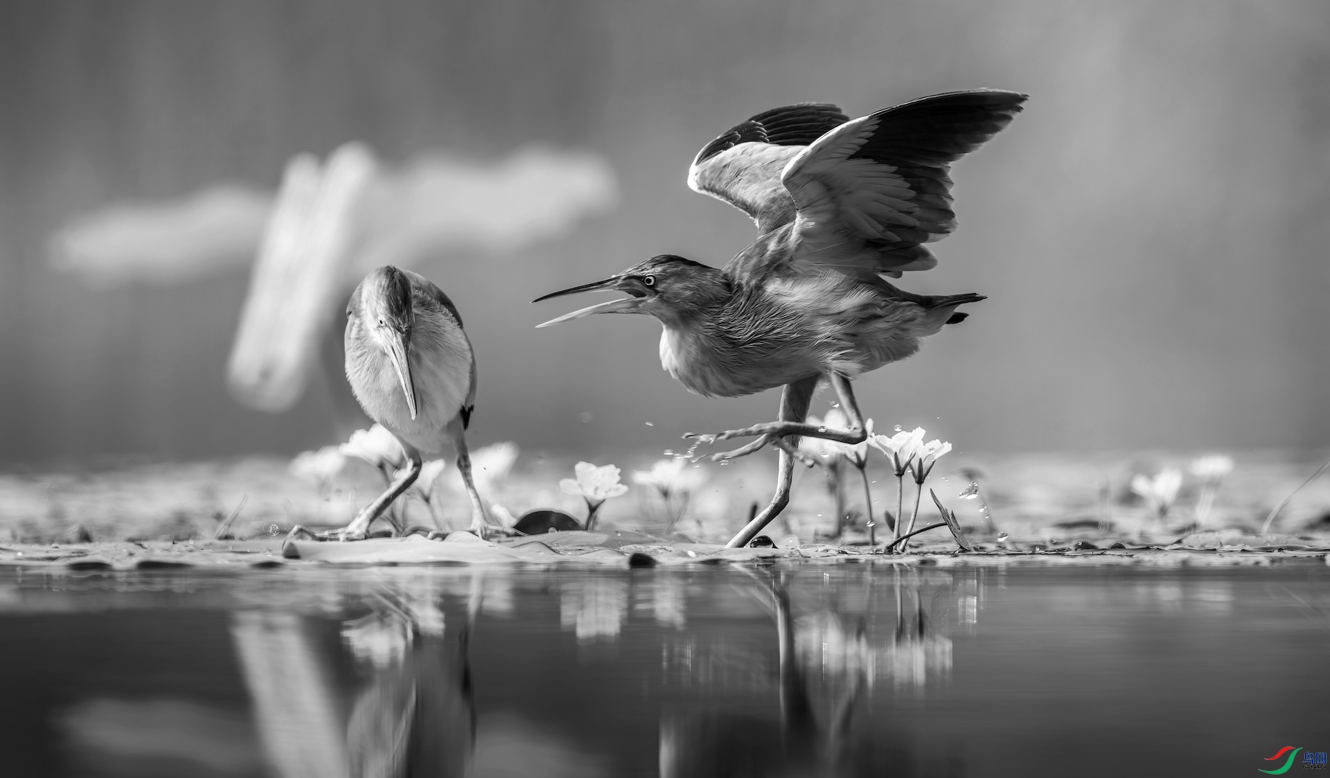 _DSC2236-����ǿ-NR ����-1.jpeg