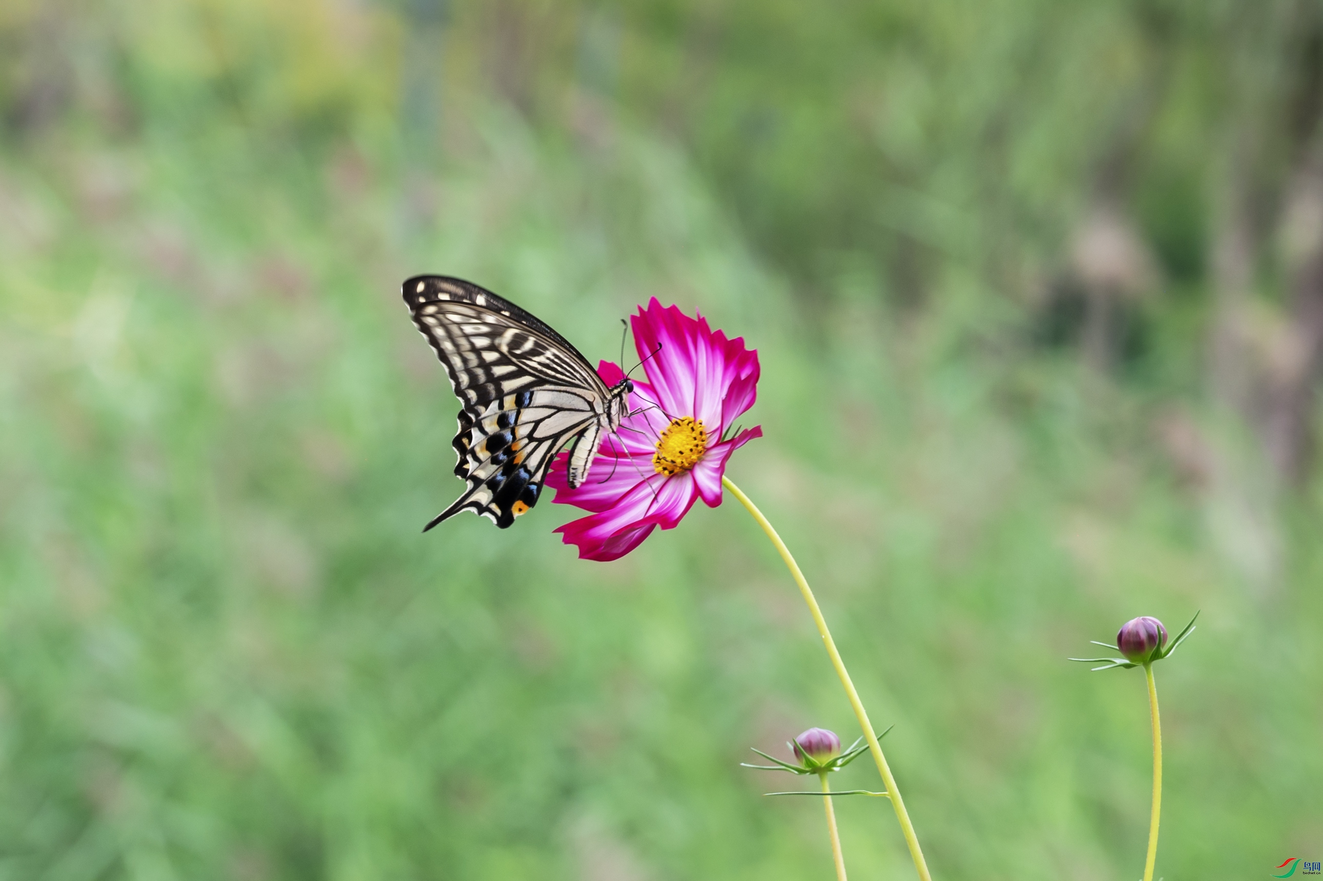 DSC_3649 ����.jpg