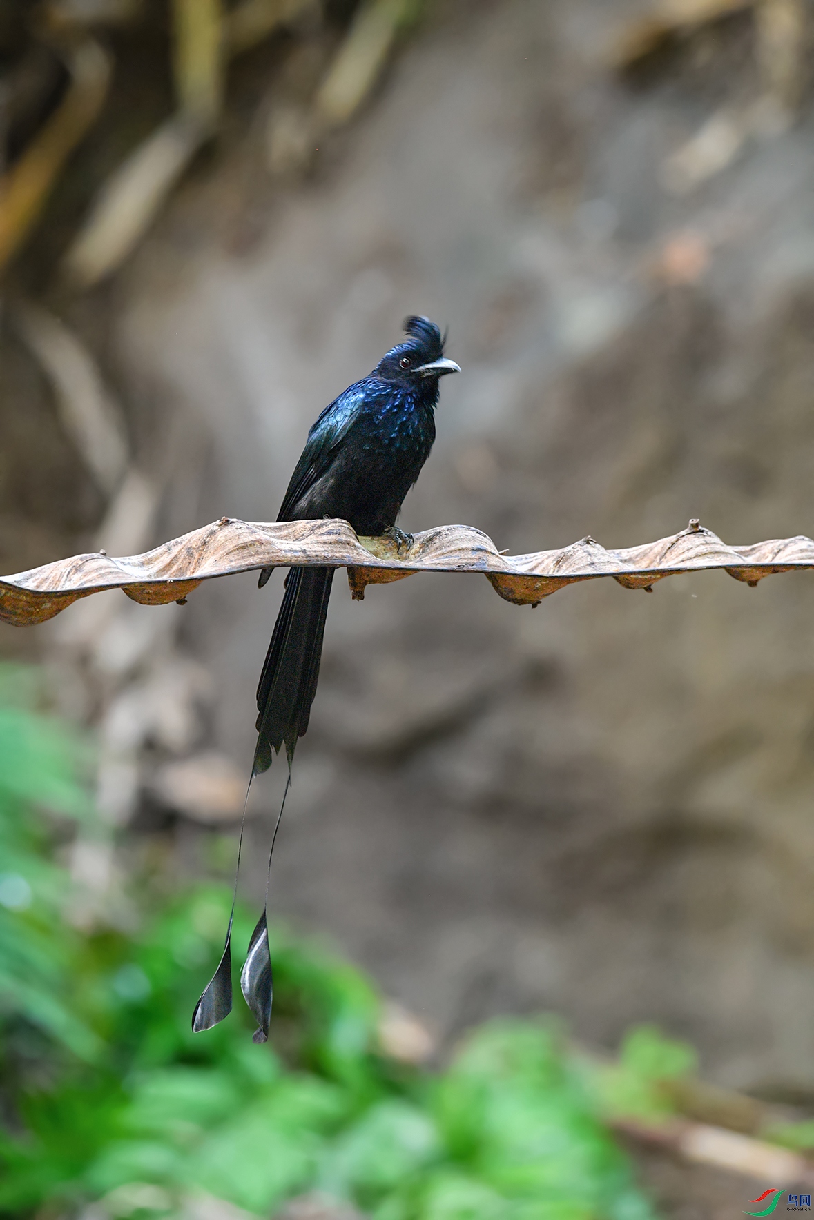 DSC_6411aa.jpg