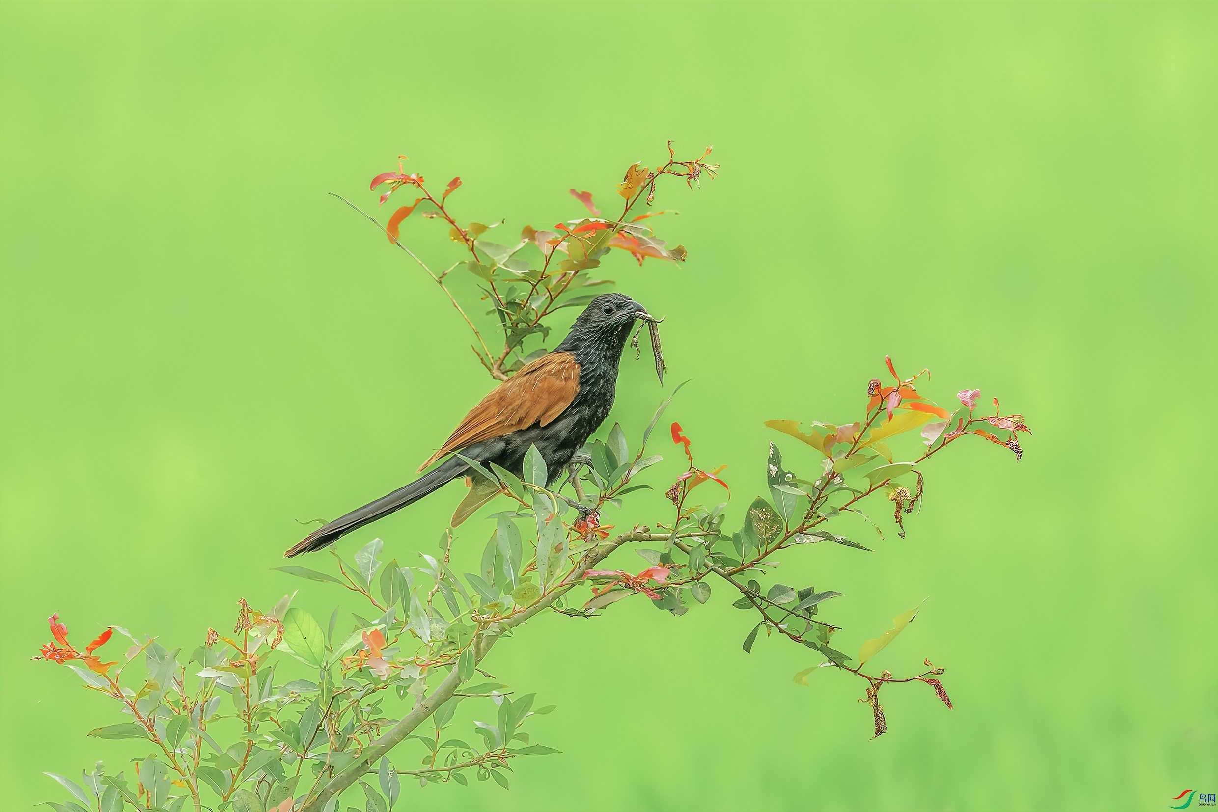 _09R6482 ����.jpg