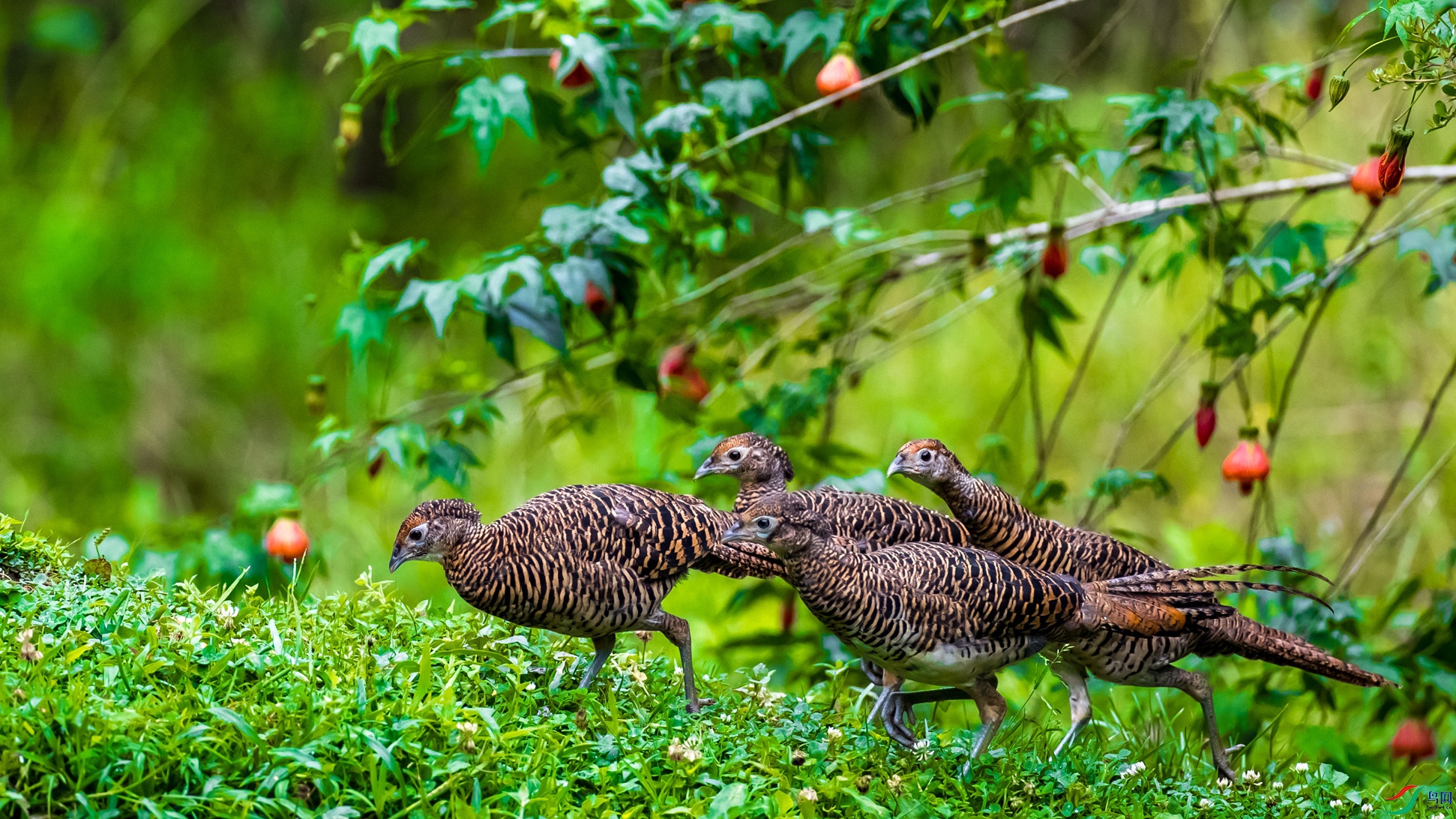 �׸�����