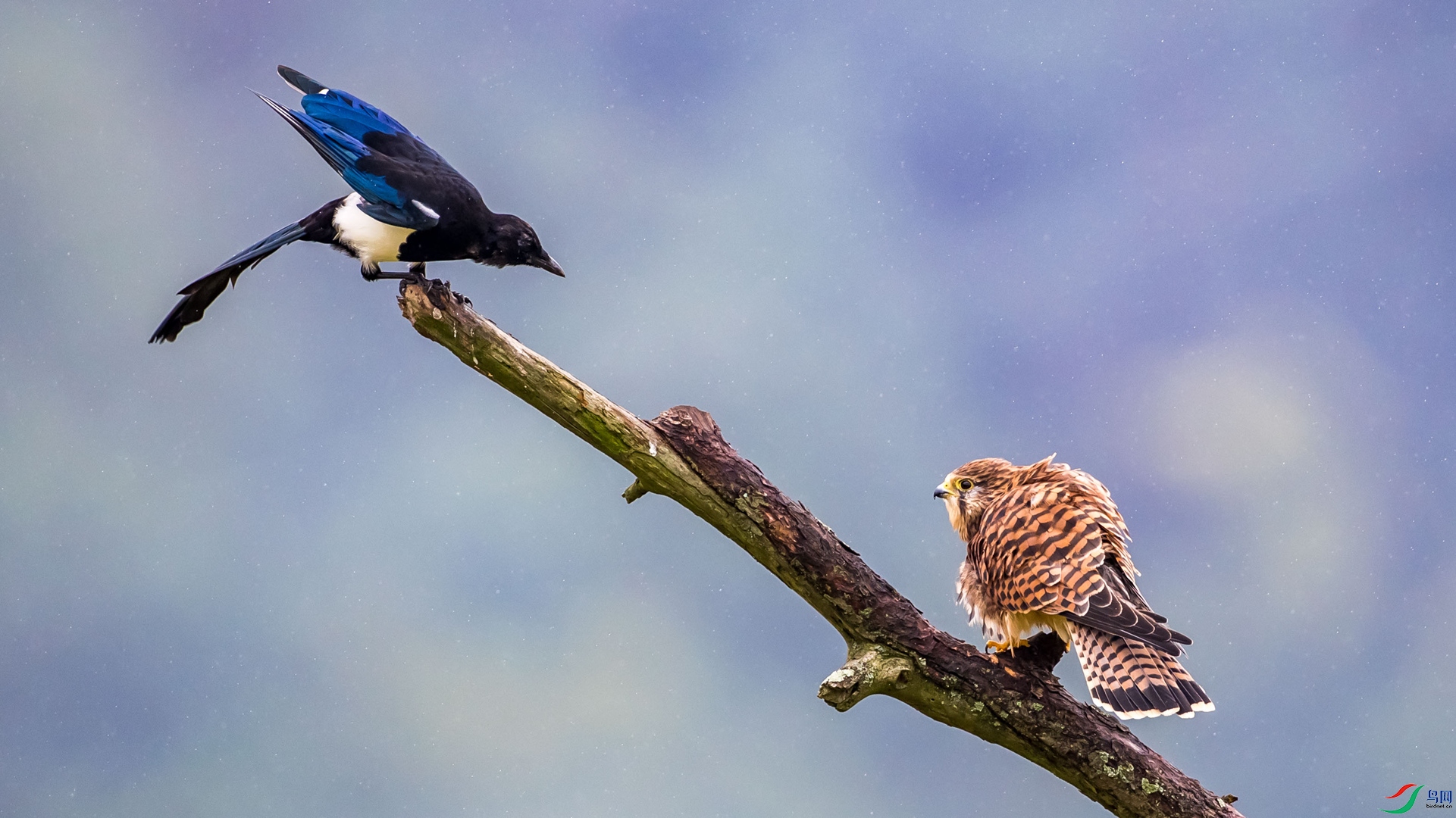 ������ϲȵ