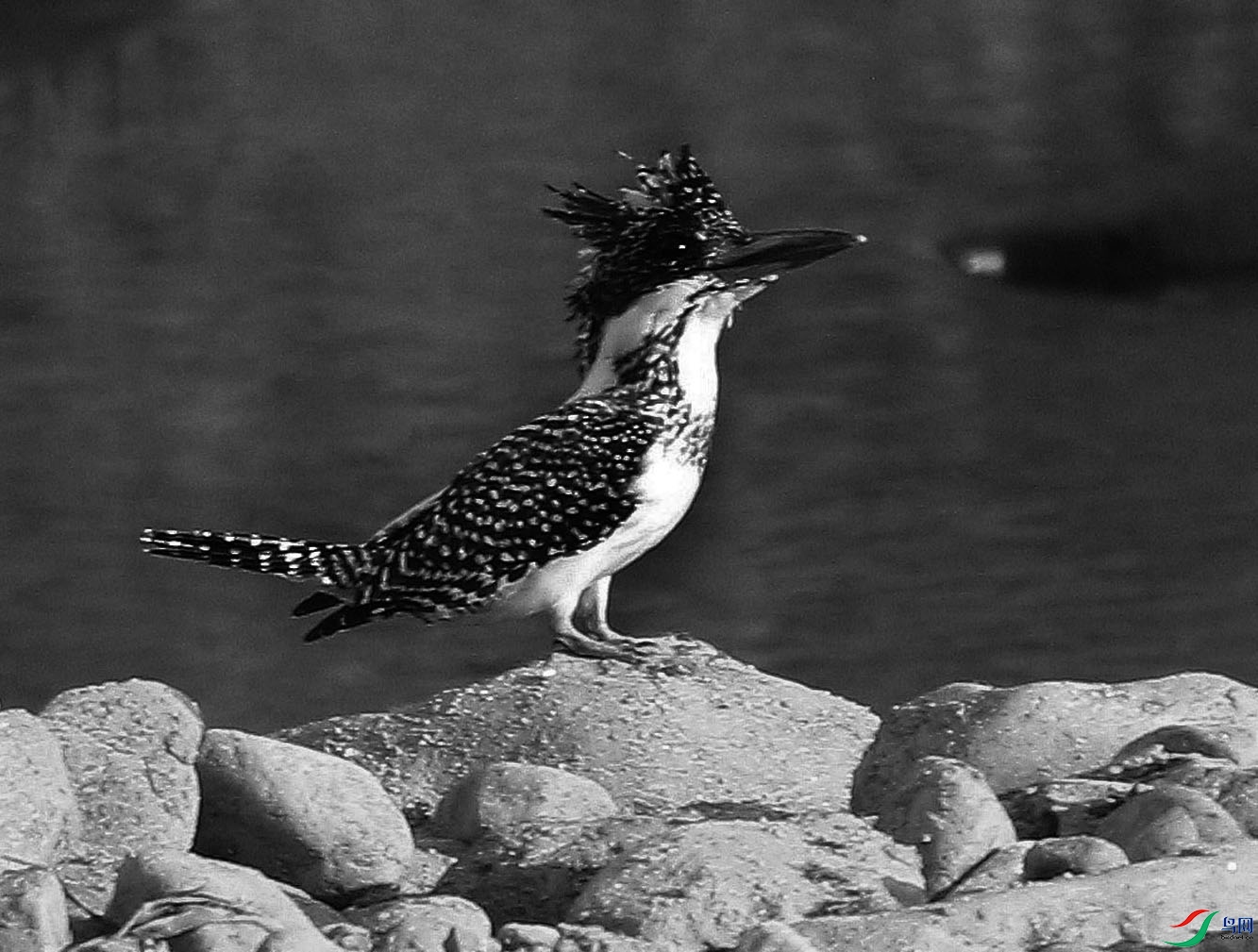 6I4A3642 - ����.JPG