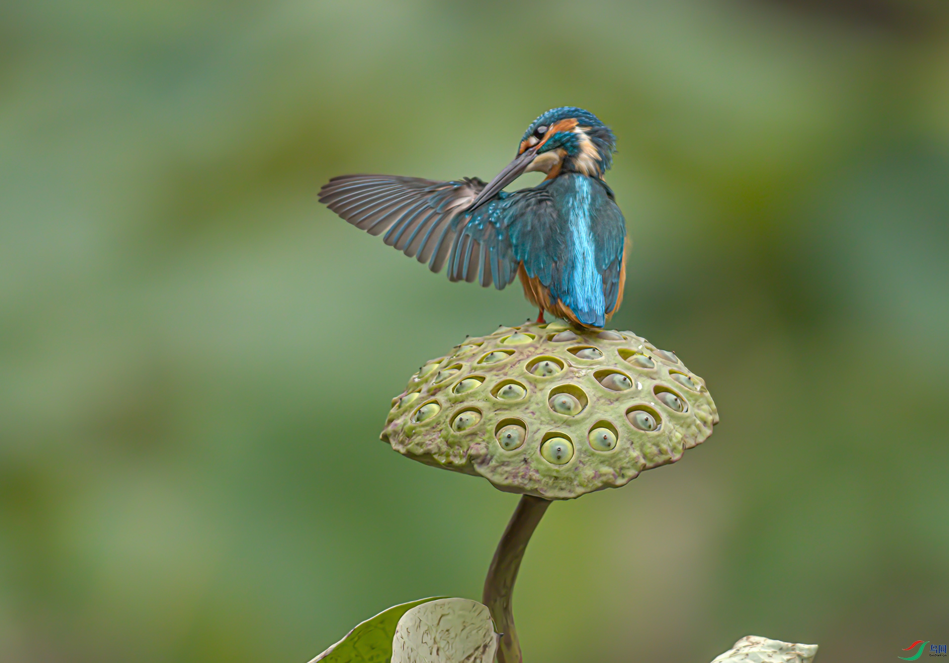 _S7I3310-Sh----1 .jpg