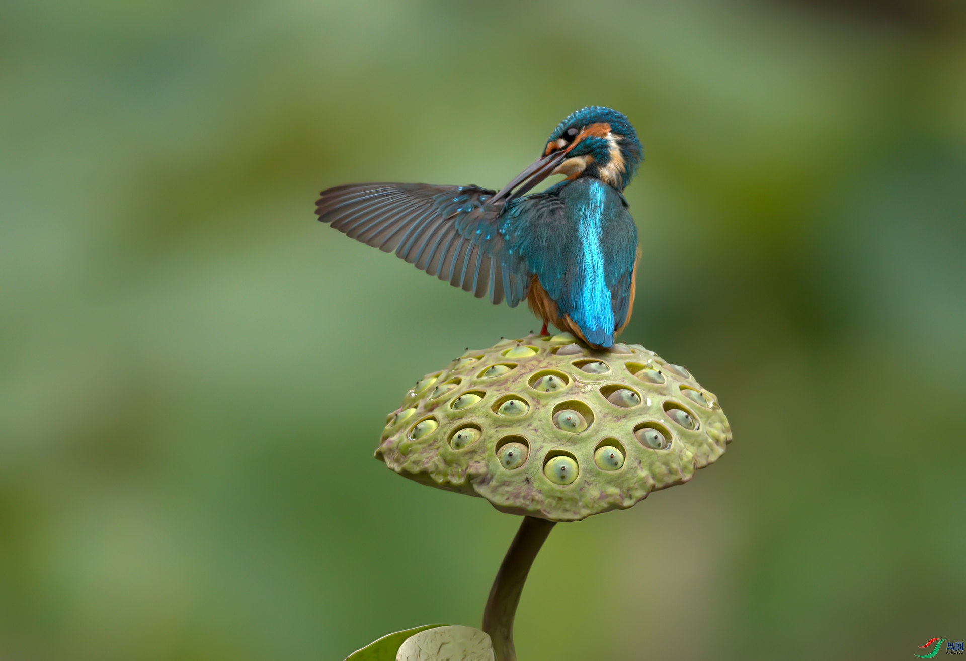 _S7I3333-Sh---1 .jpg