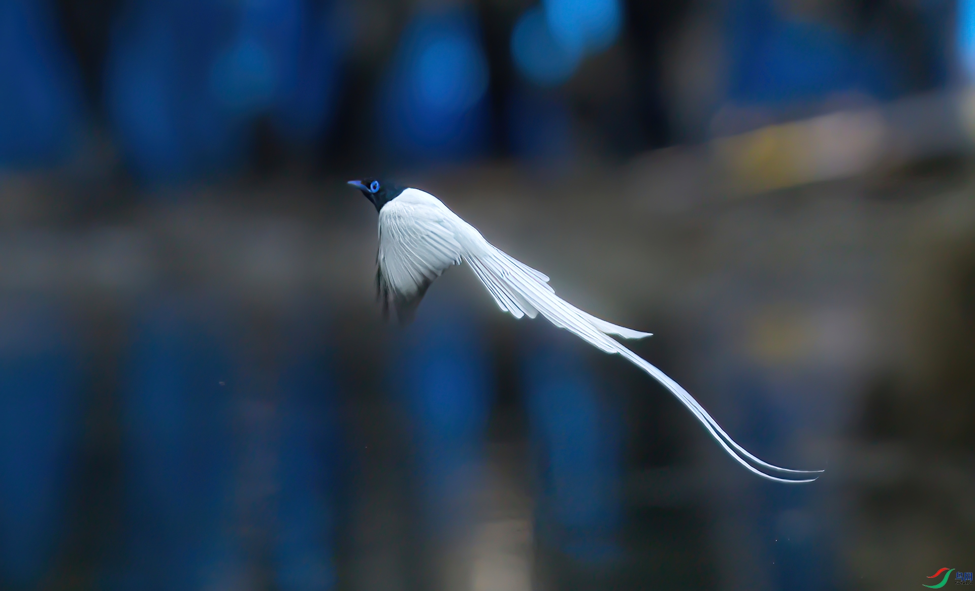 _S7I1049-Sh----1-Sh---1 .jpg