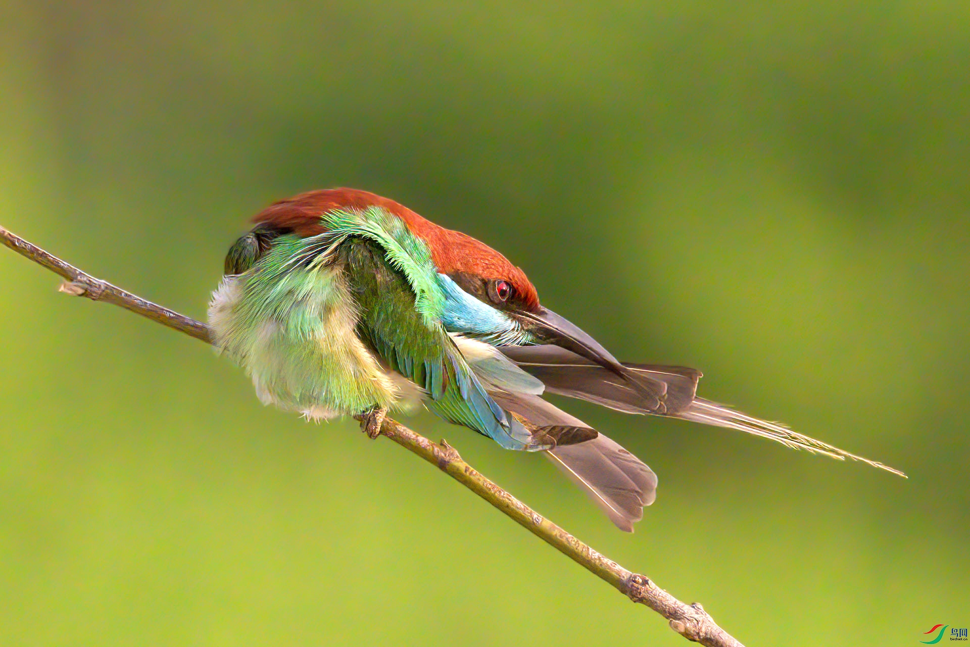 407A6831-Sha---1  .jpg