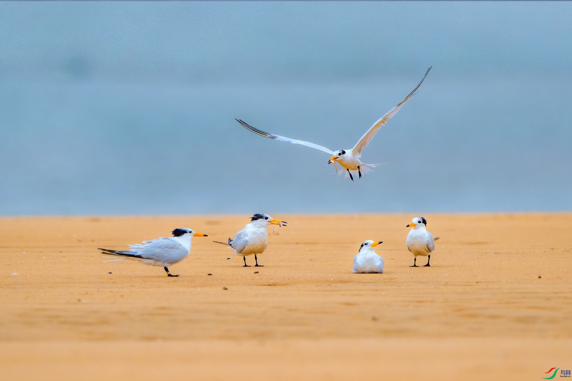 _DSC0929 ����.jpg