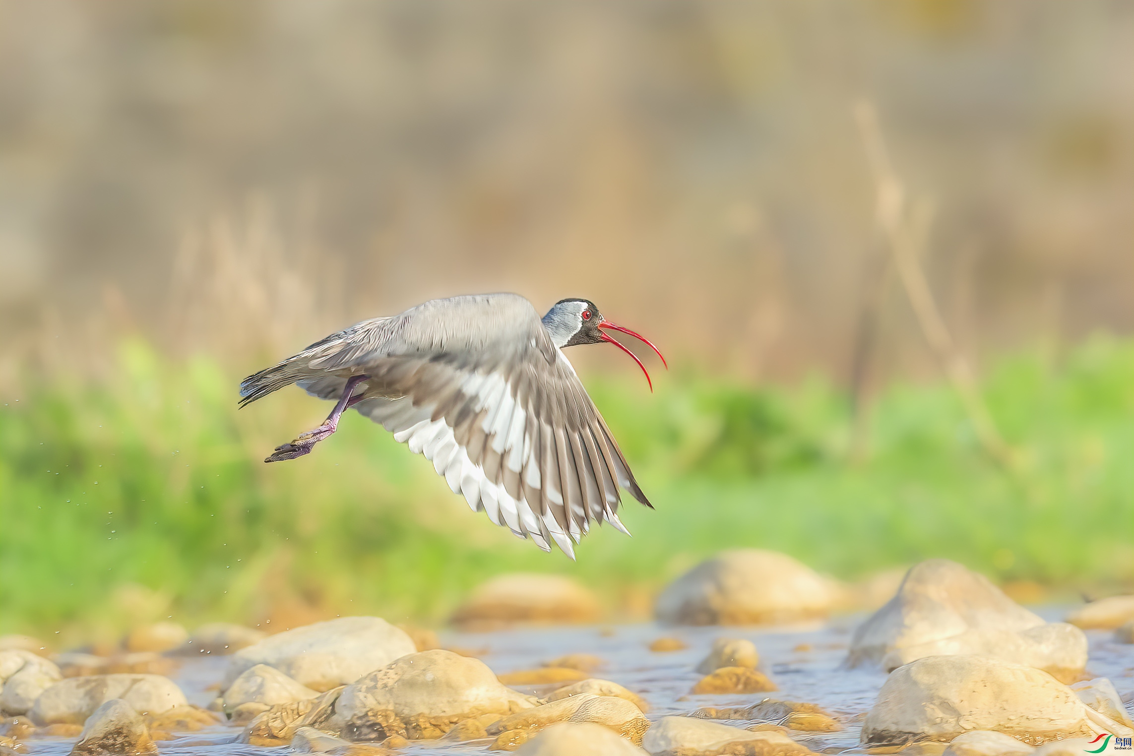 C09R2300 ����.jpg