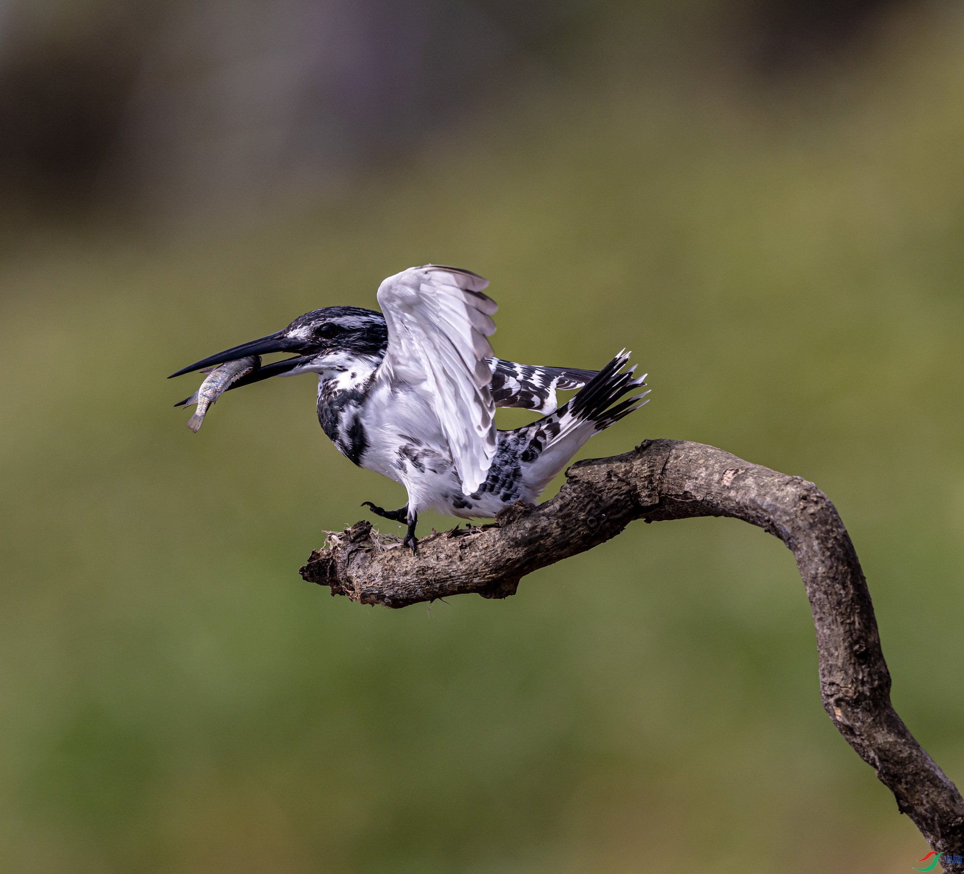 _Y1A8118 - �}�u.jpg