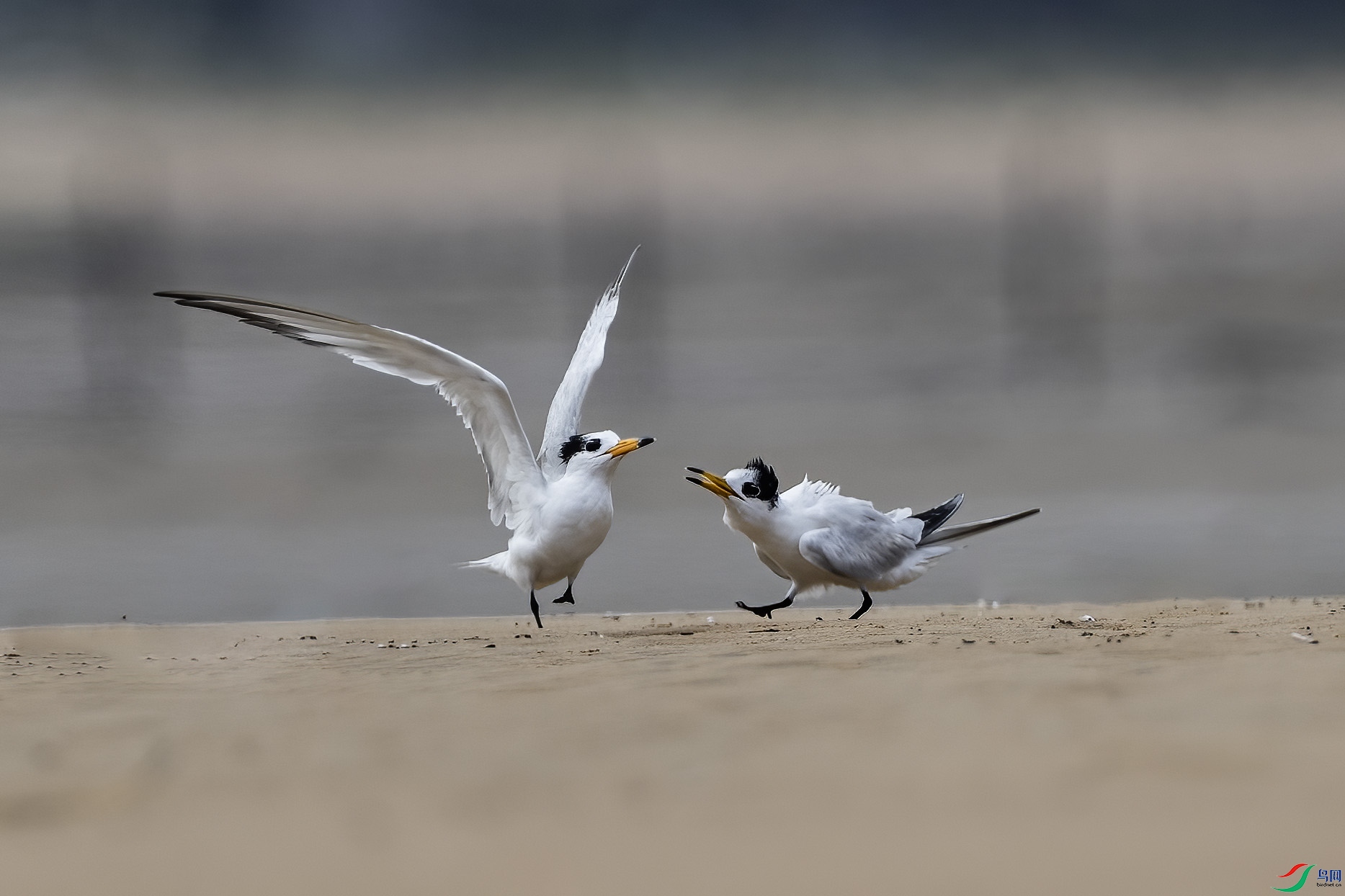 �л���ͷ��Ÿ