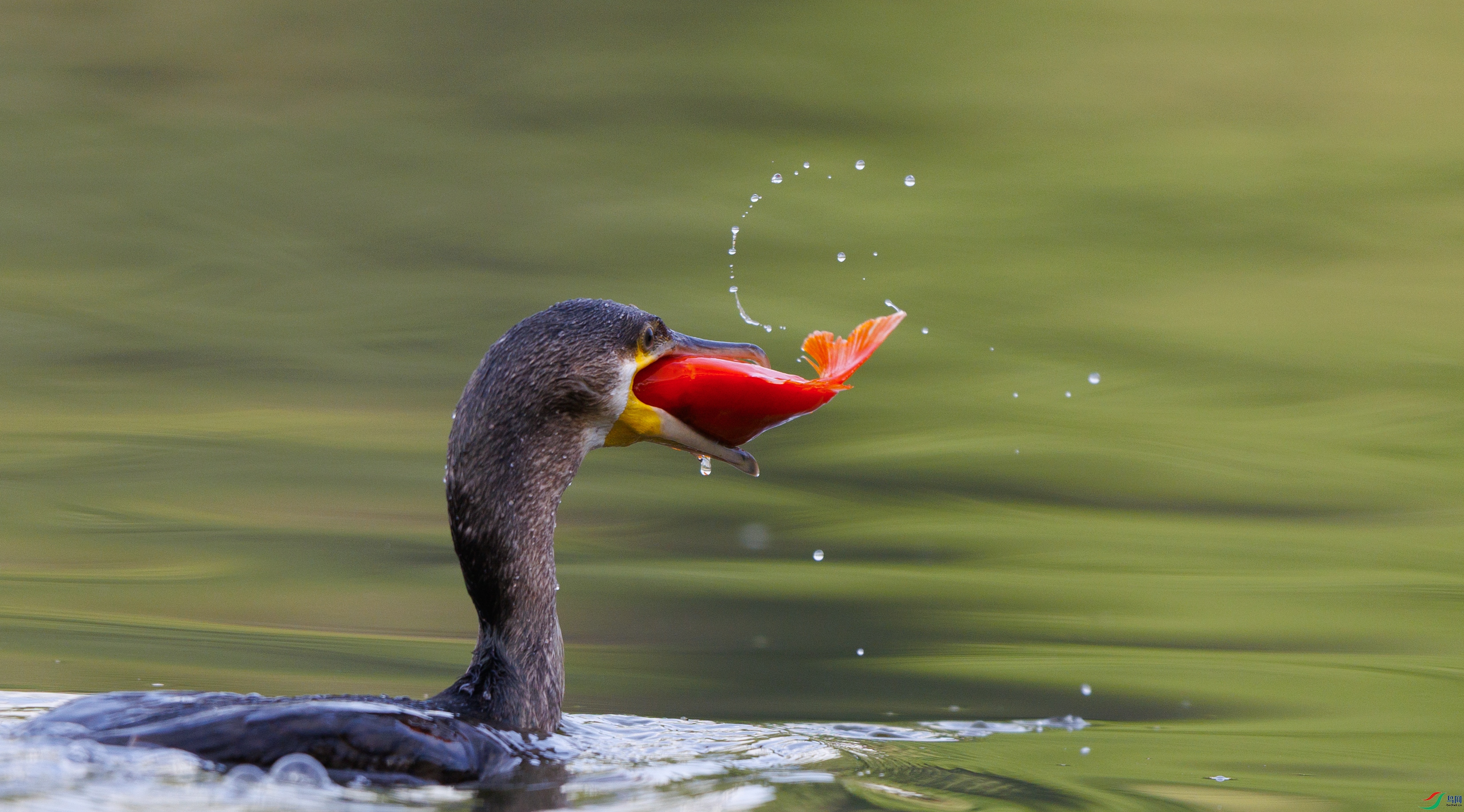 _X5A4172 ����.jpg