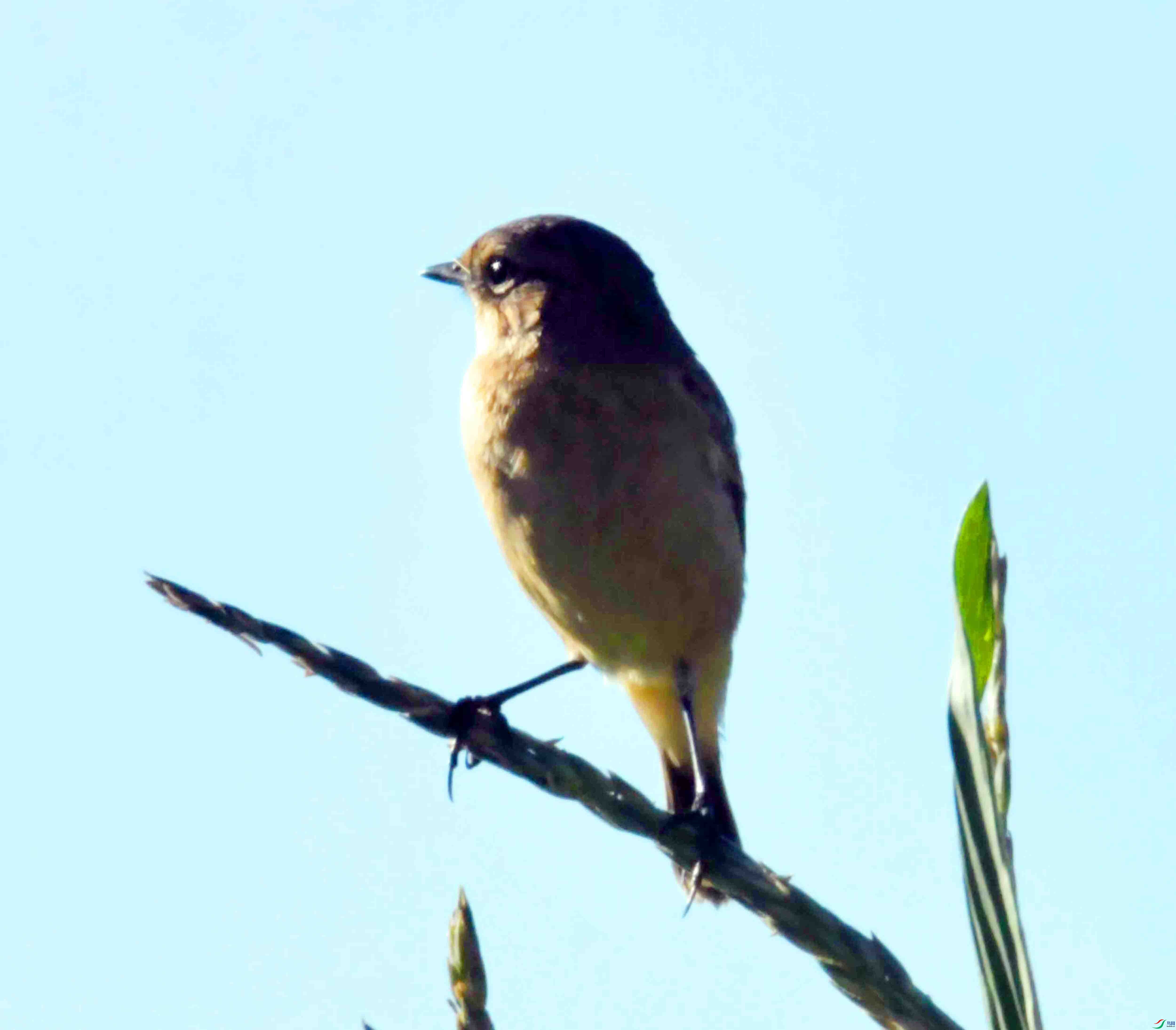 DSC_9256.JPG