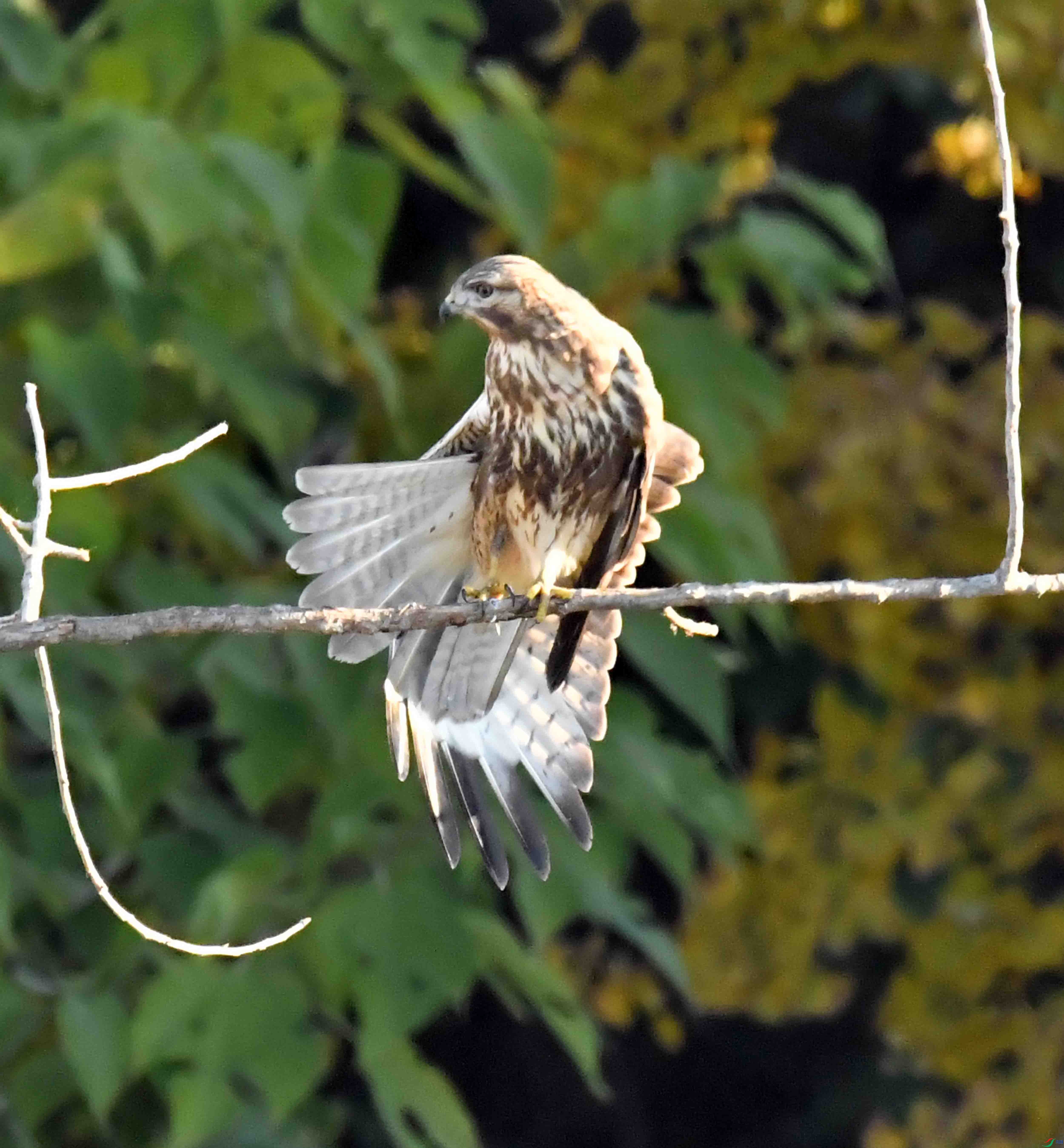 DSC_2538.JPG