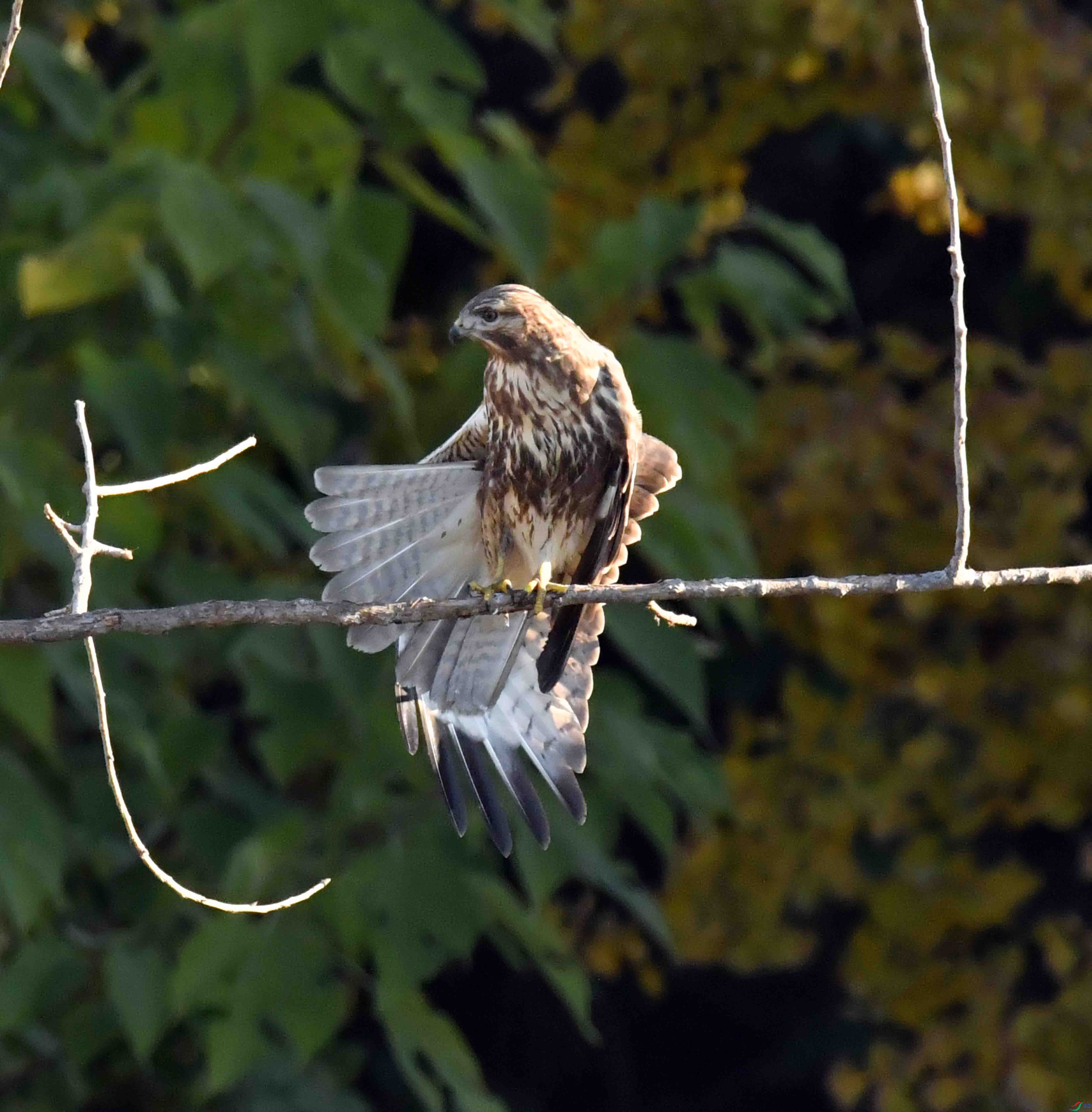 DSC_2539.JPG