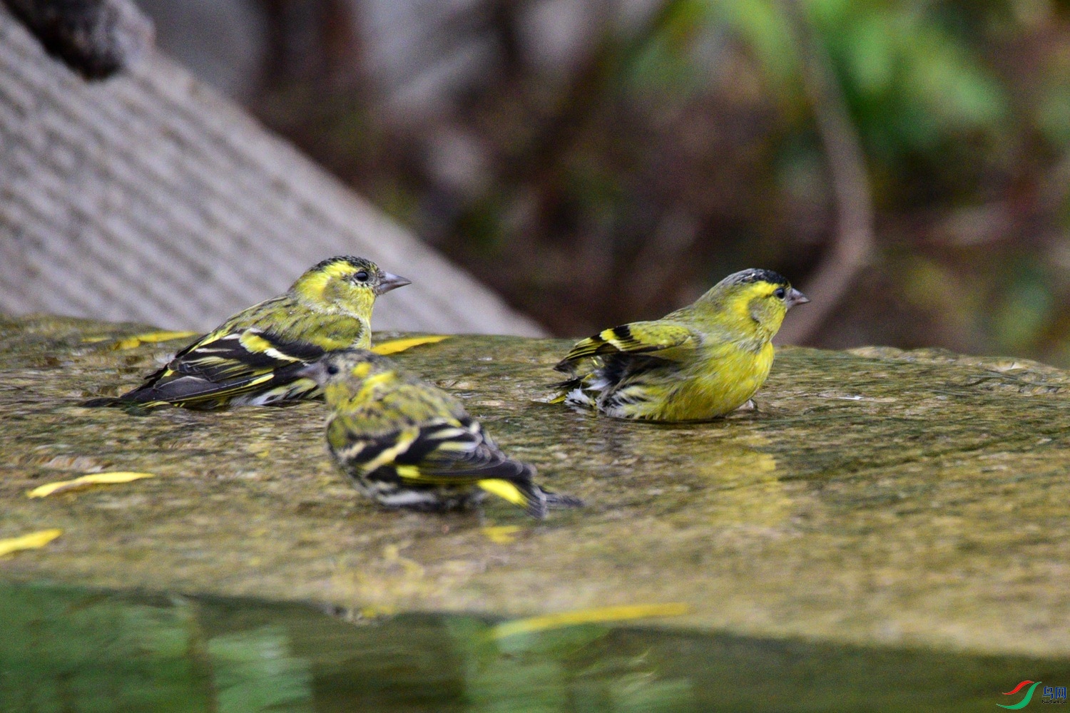 DSC_6168.JPG