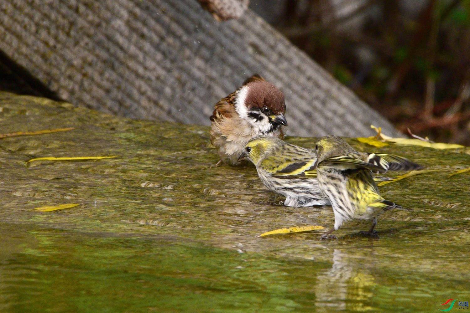 DSC_6319.JPG