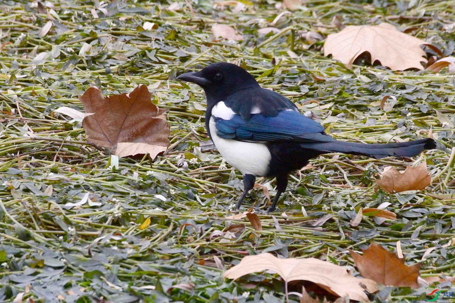 DSC_7759.JPG