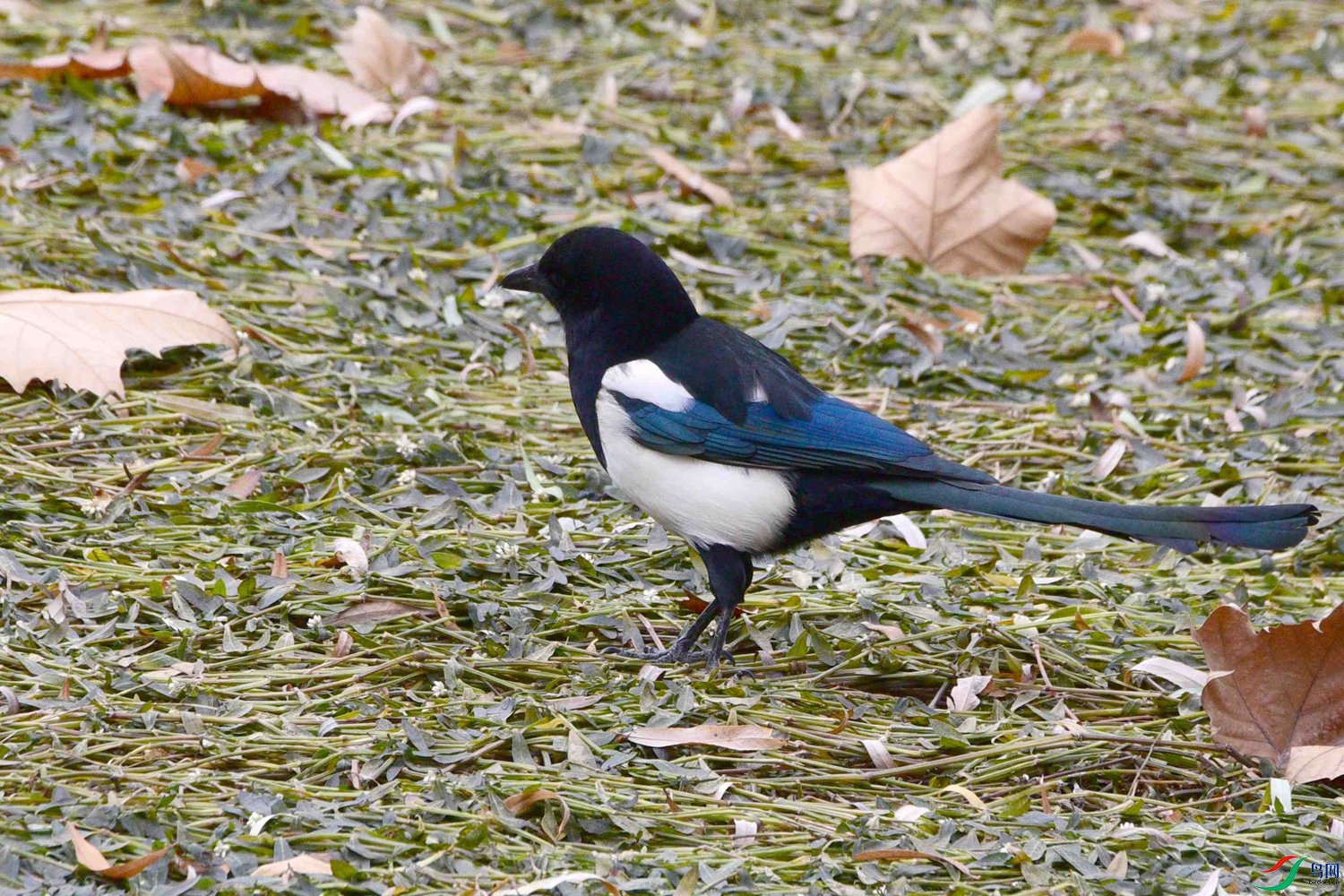 DSC_7764.JPG