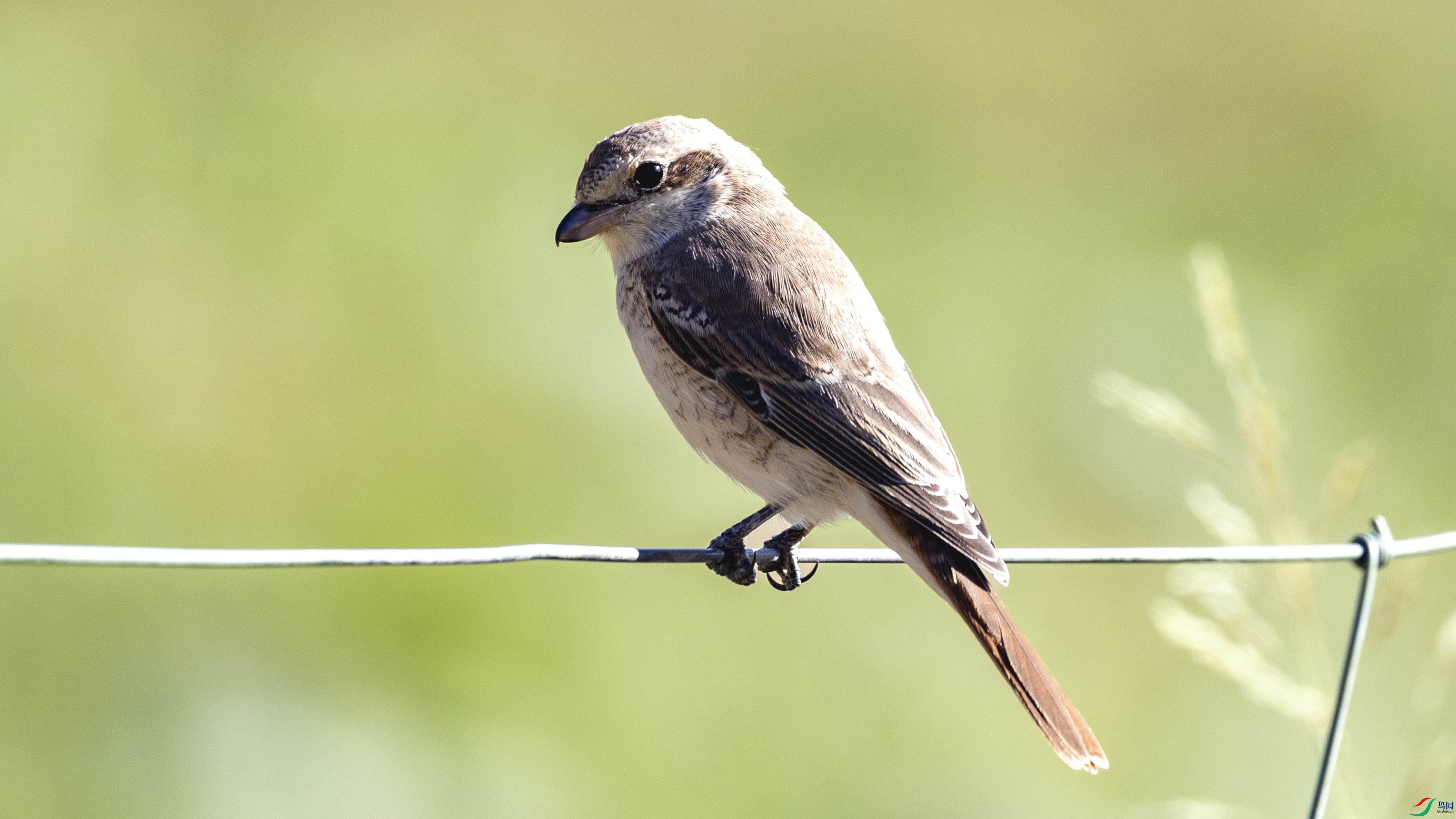 4F8A9047.jpg