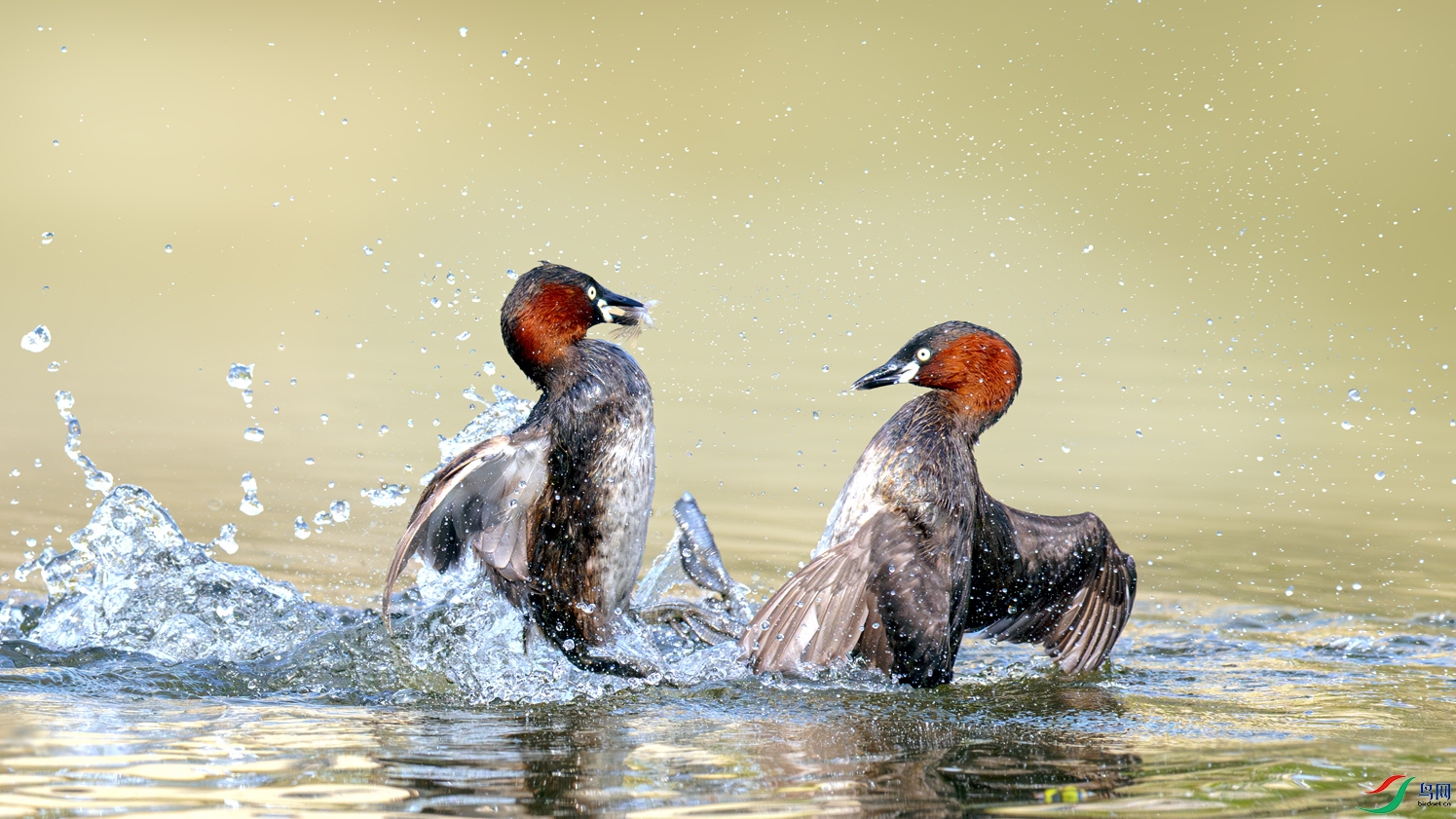 ������ս