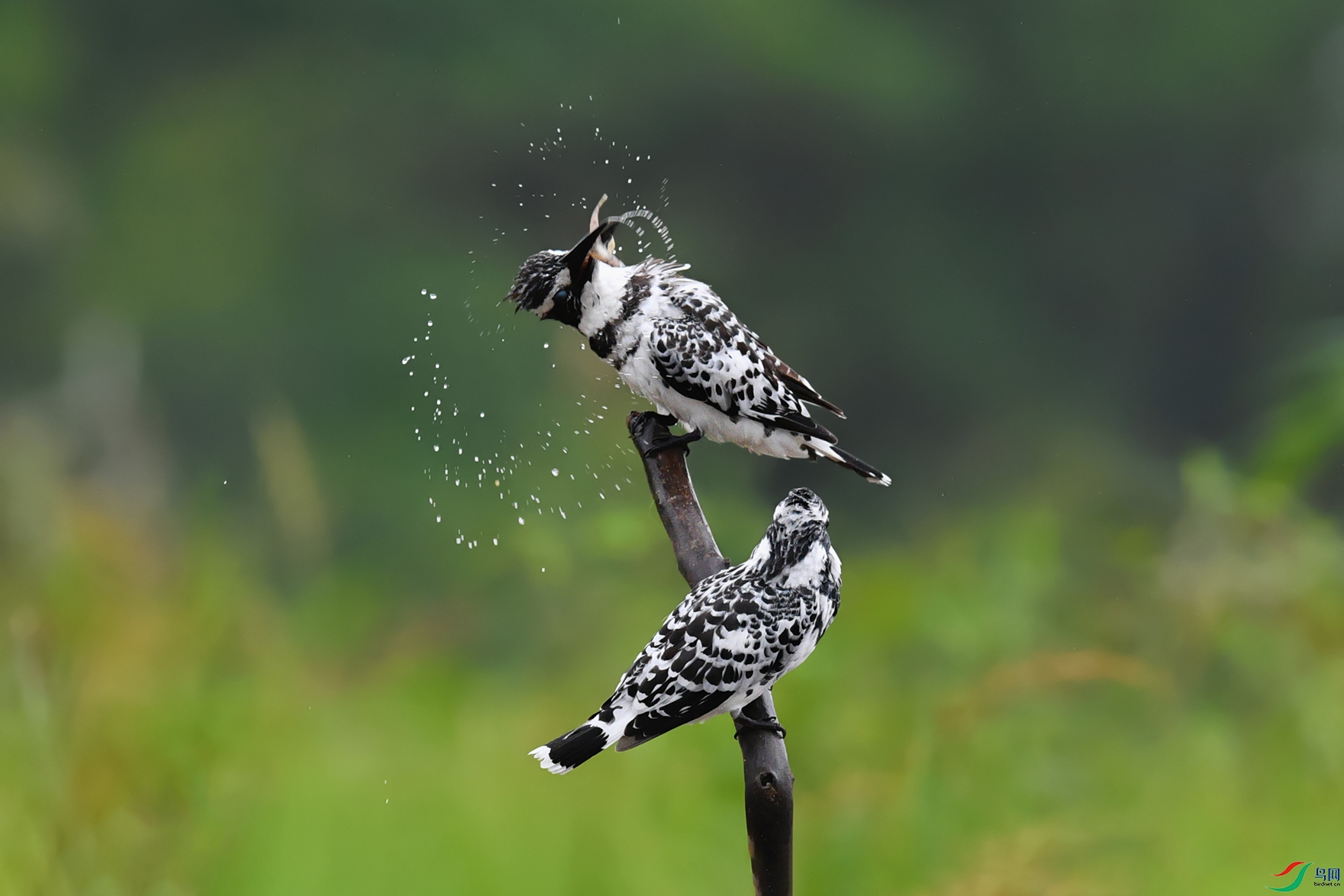 DSC_3235_DxOa.jpg