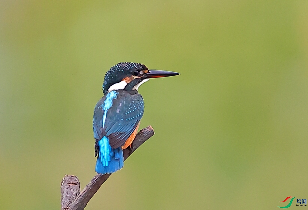 A62I7435.JPG