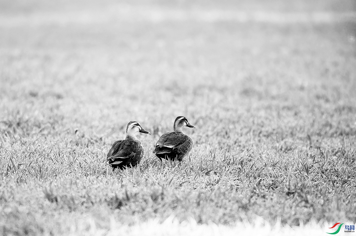 _DSC96670.jpg