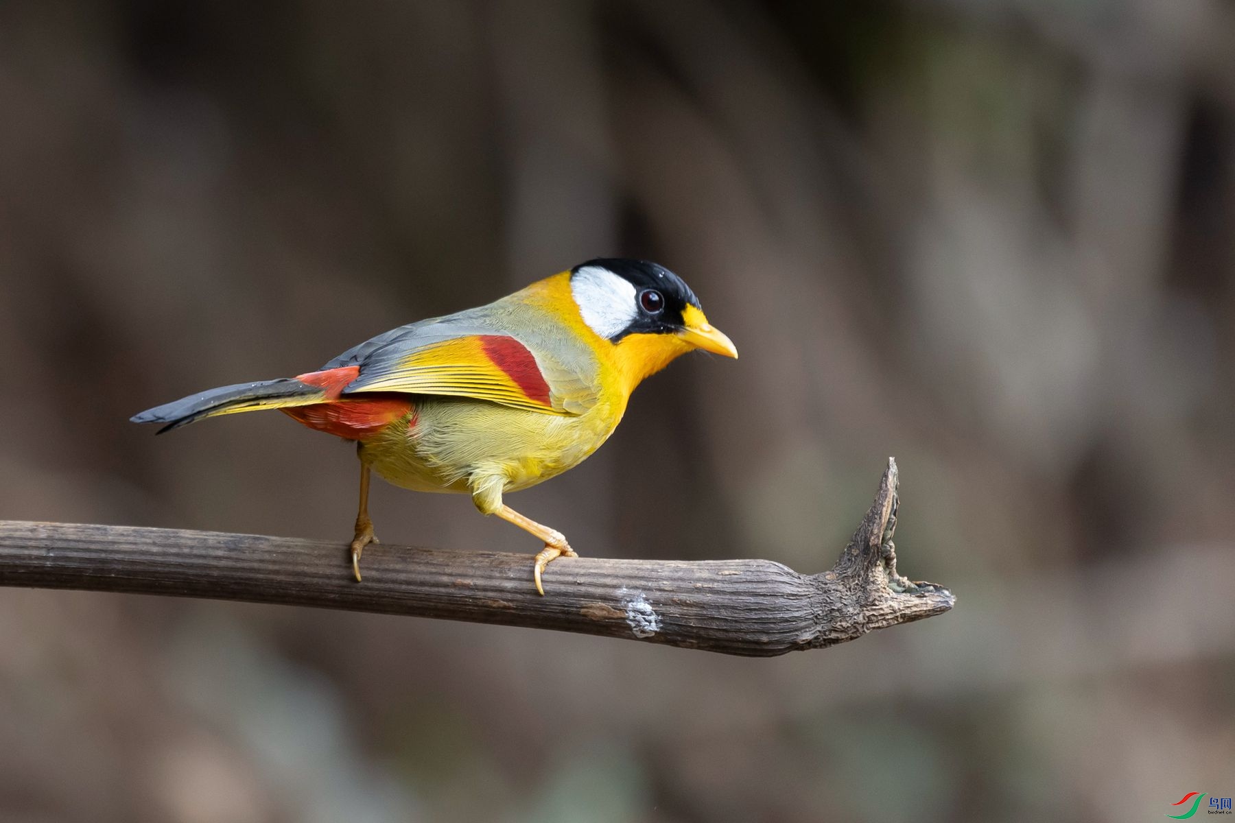 ������˼