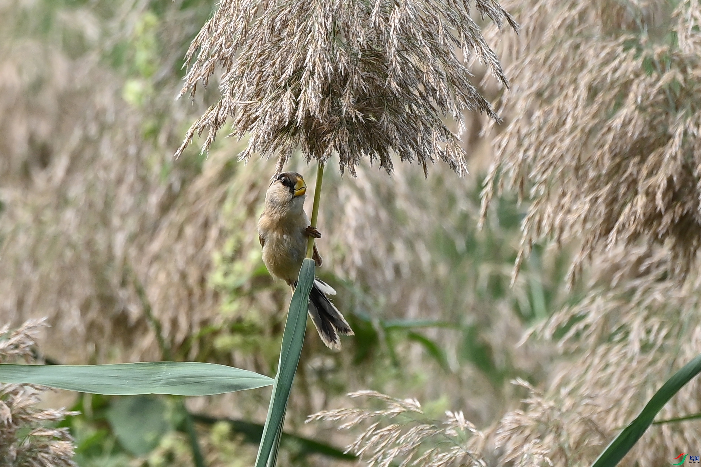 DSC_6867 ����.jpg