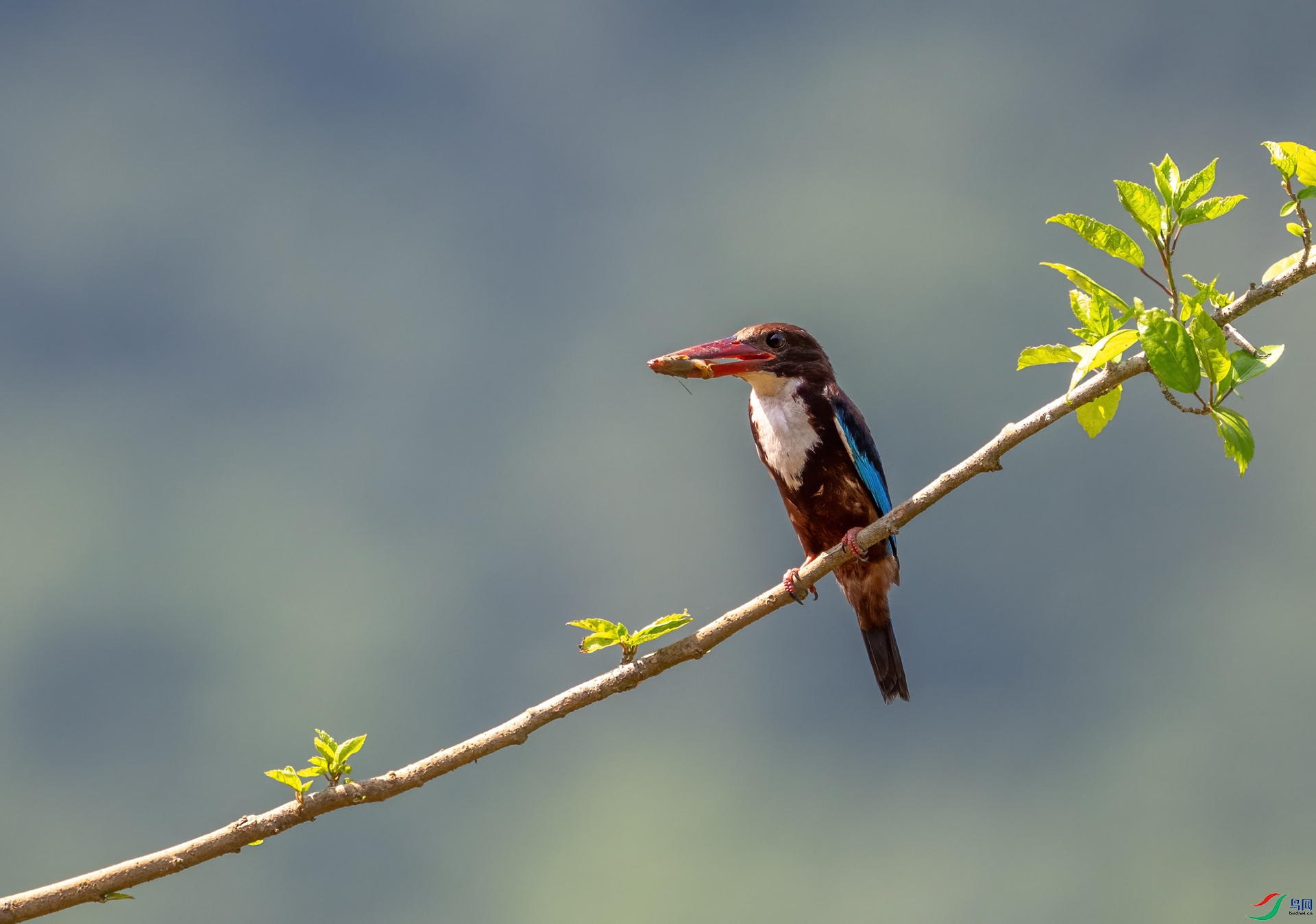 DSC_4482-1.jpg