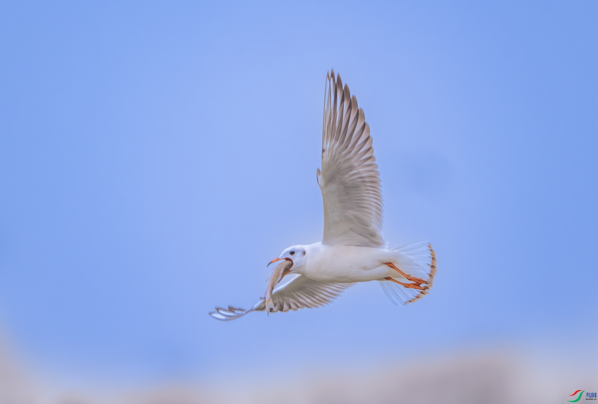 DSC_3411.jpg