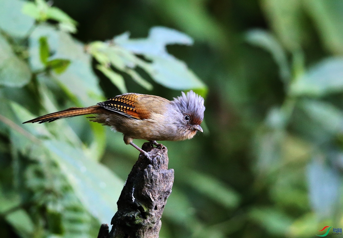 ���� IMGL1233.JPG