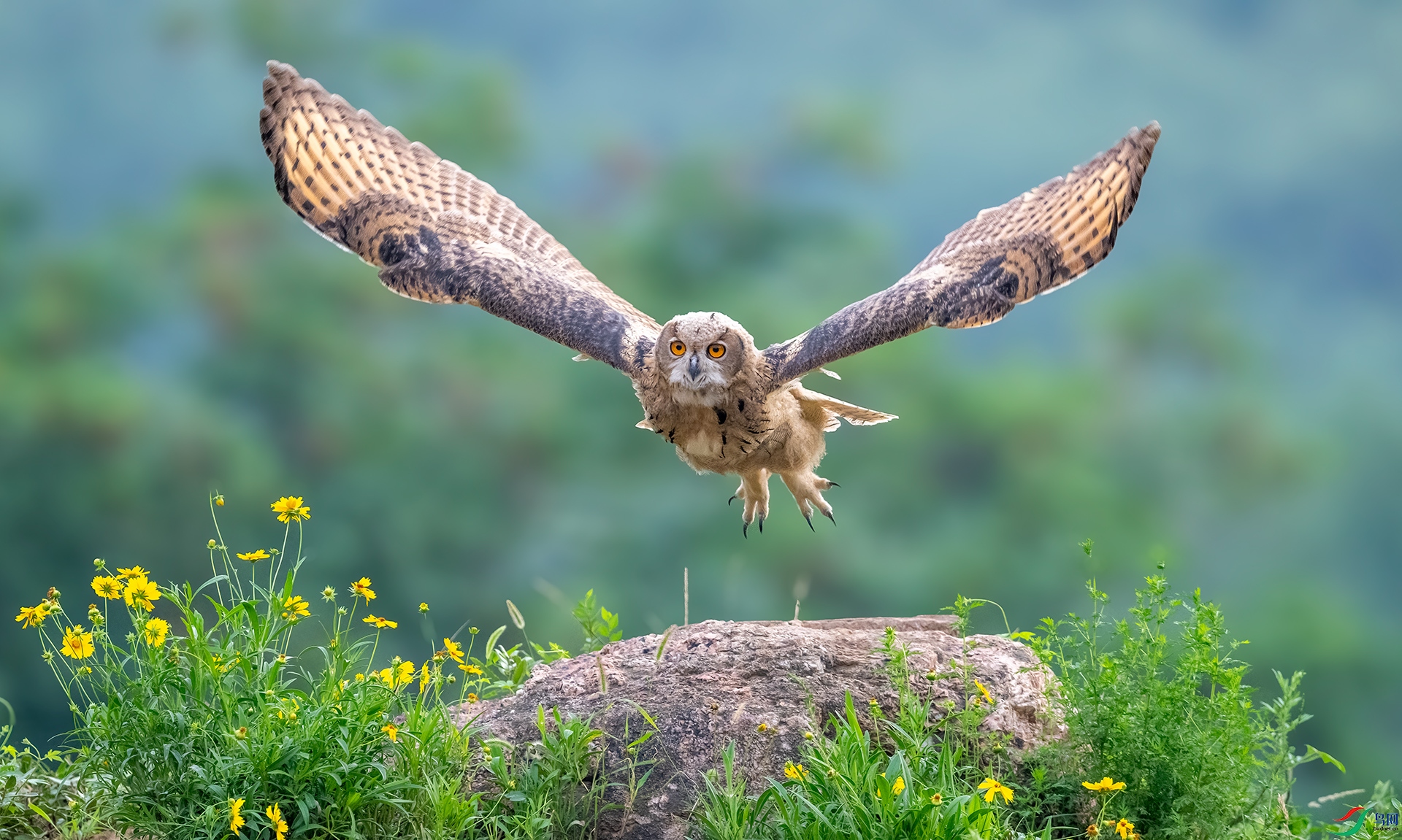 DSC_7422-1.jpg