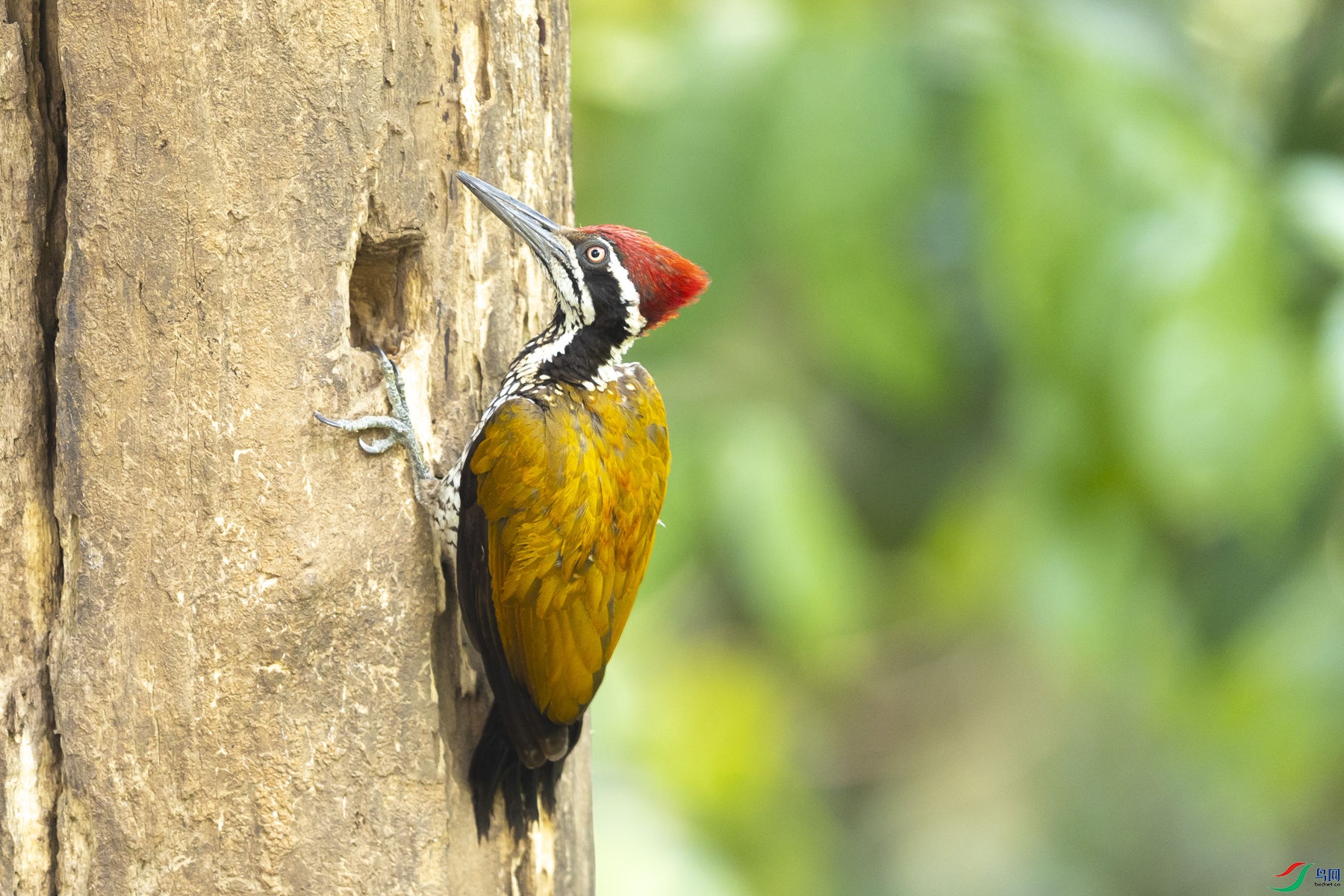 �����ľ��