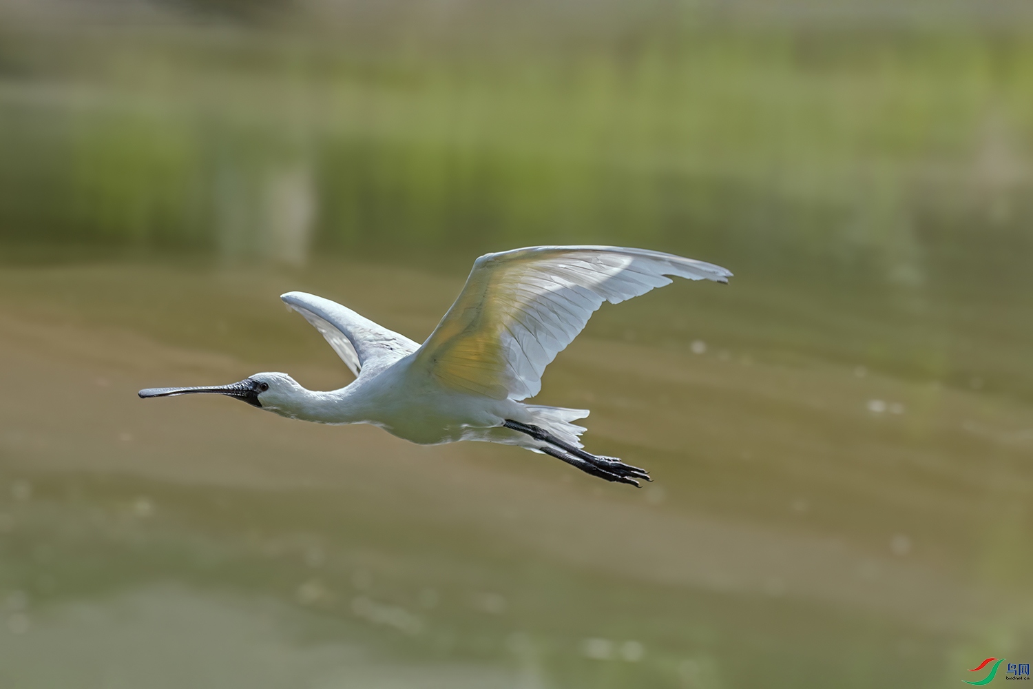 DSC_4597.jpg