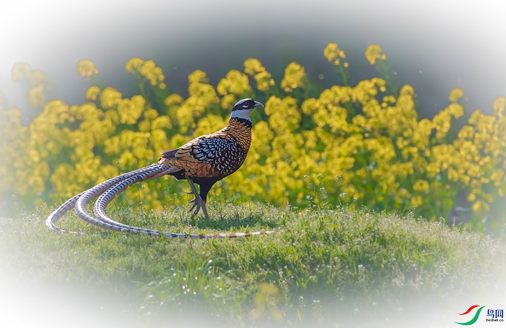 DSC_1045.jpg