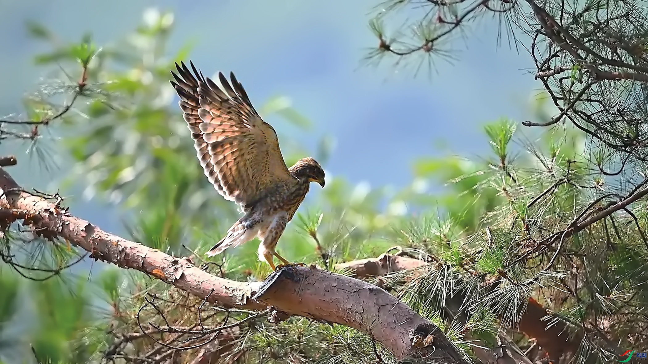 �����ӥչ�