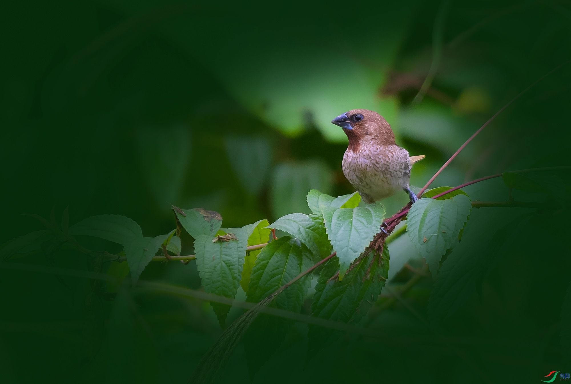 DSC_8675.JPG