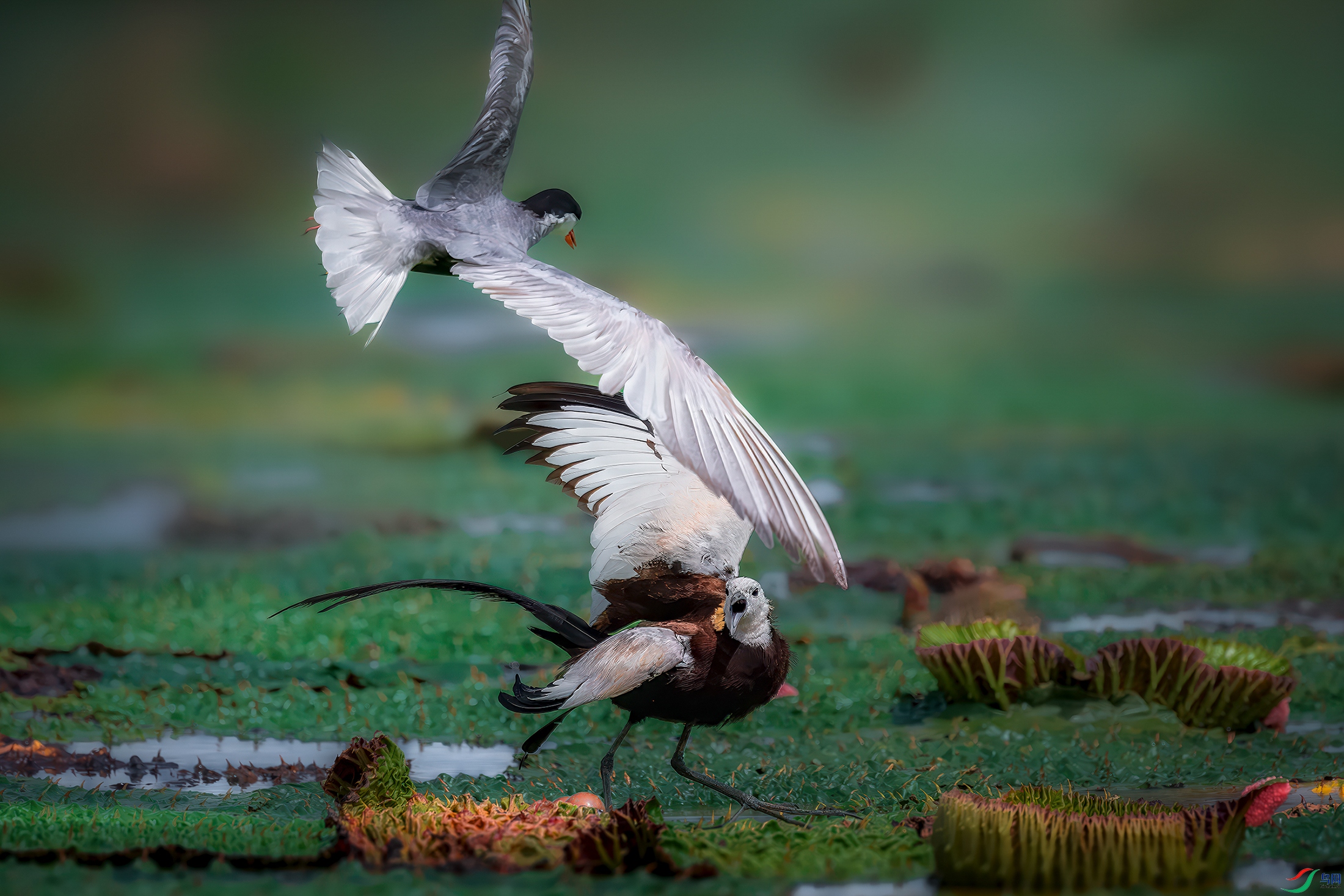 DSC_4788-����ǿ-NR ���� 3.jpg