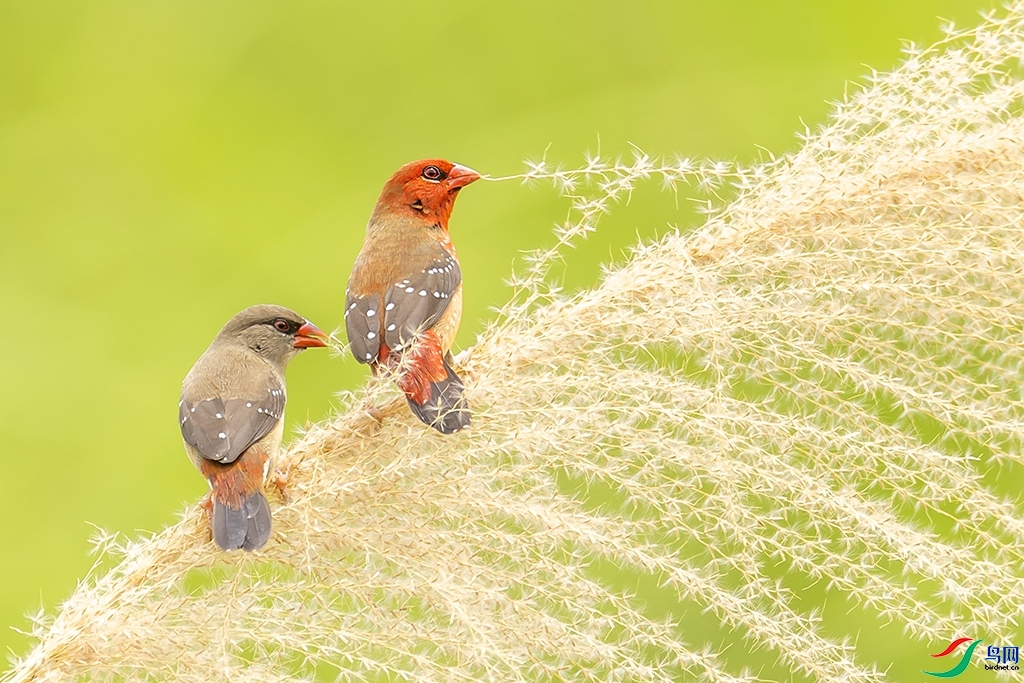 ף��ʦ���������  ���� �ܶ�.jpg