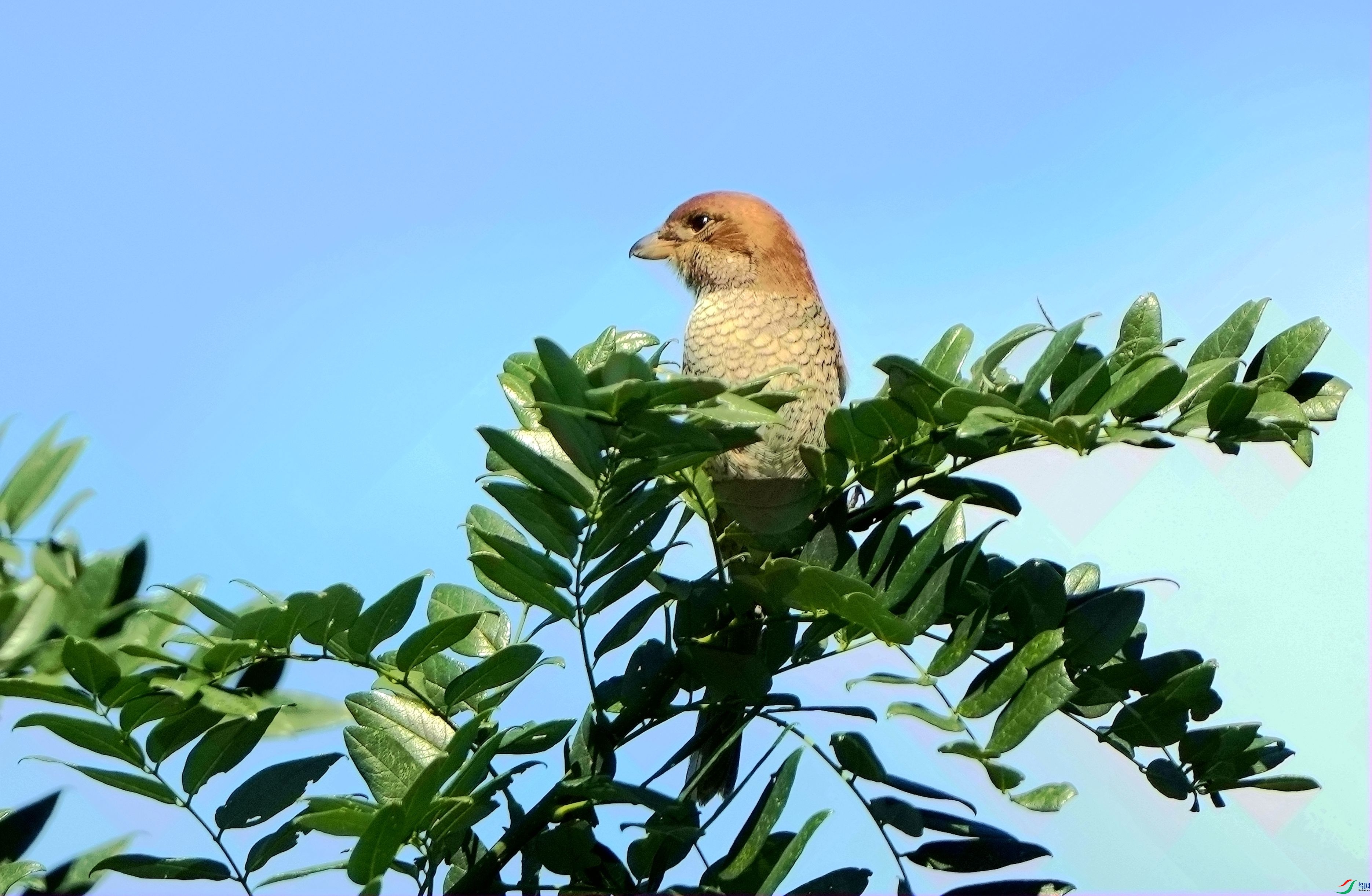 ţͷ����DSC07475_����.jpg
