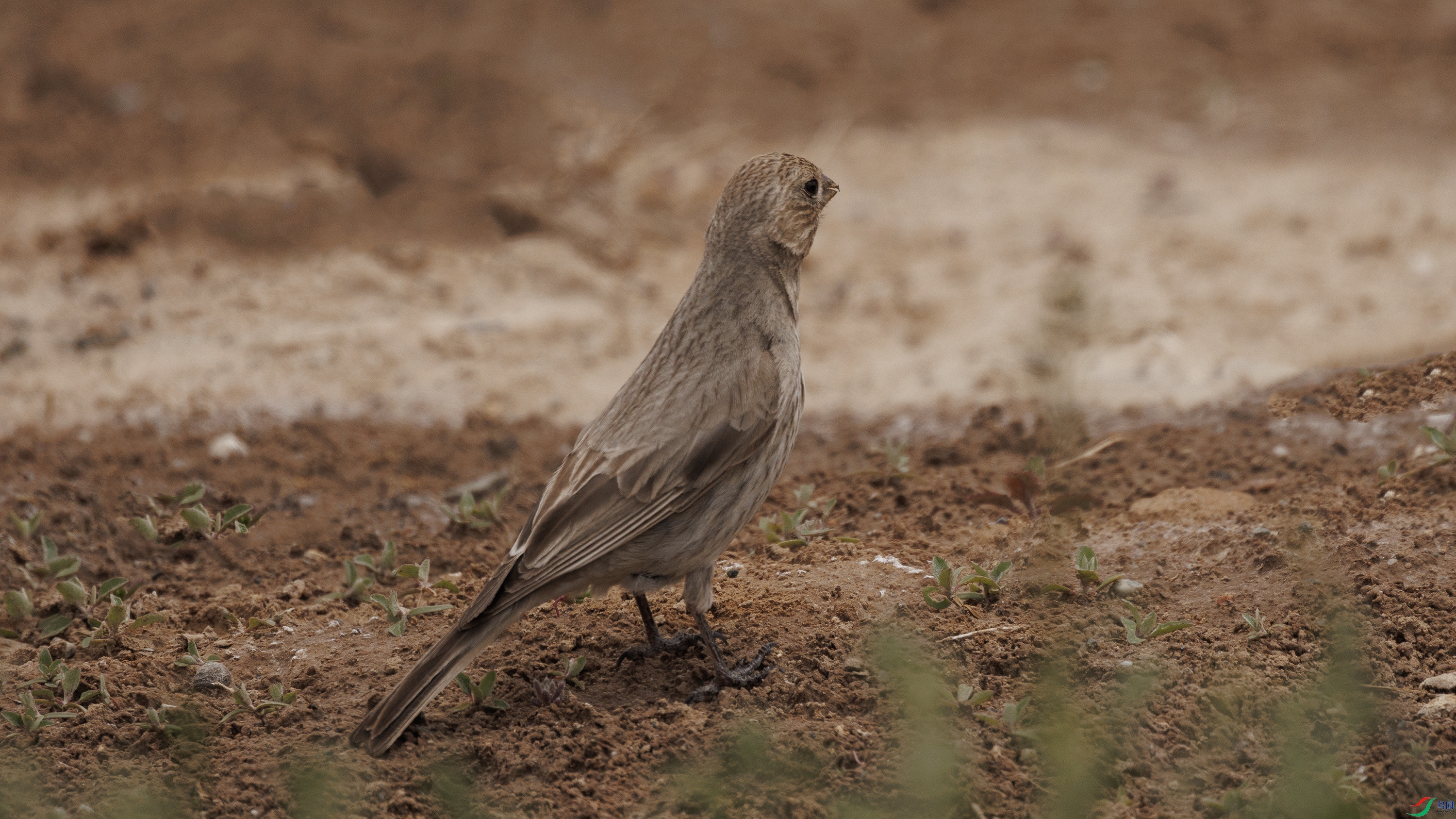 7X5A4648 ����999.jpg