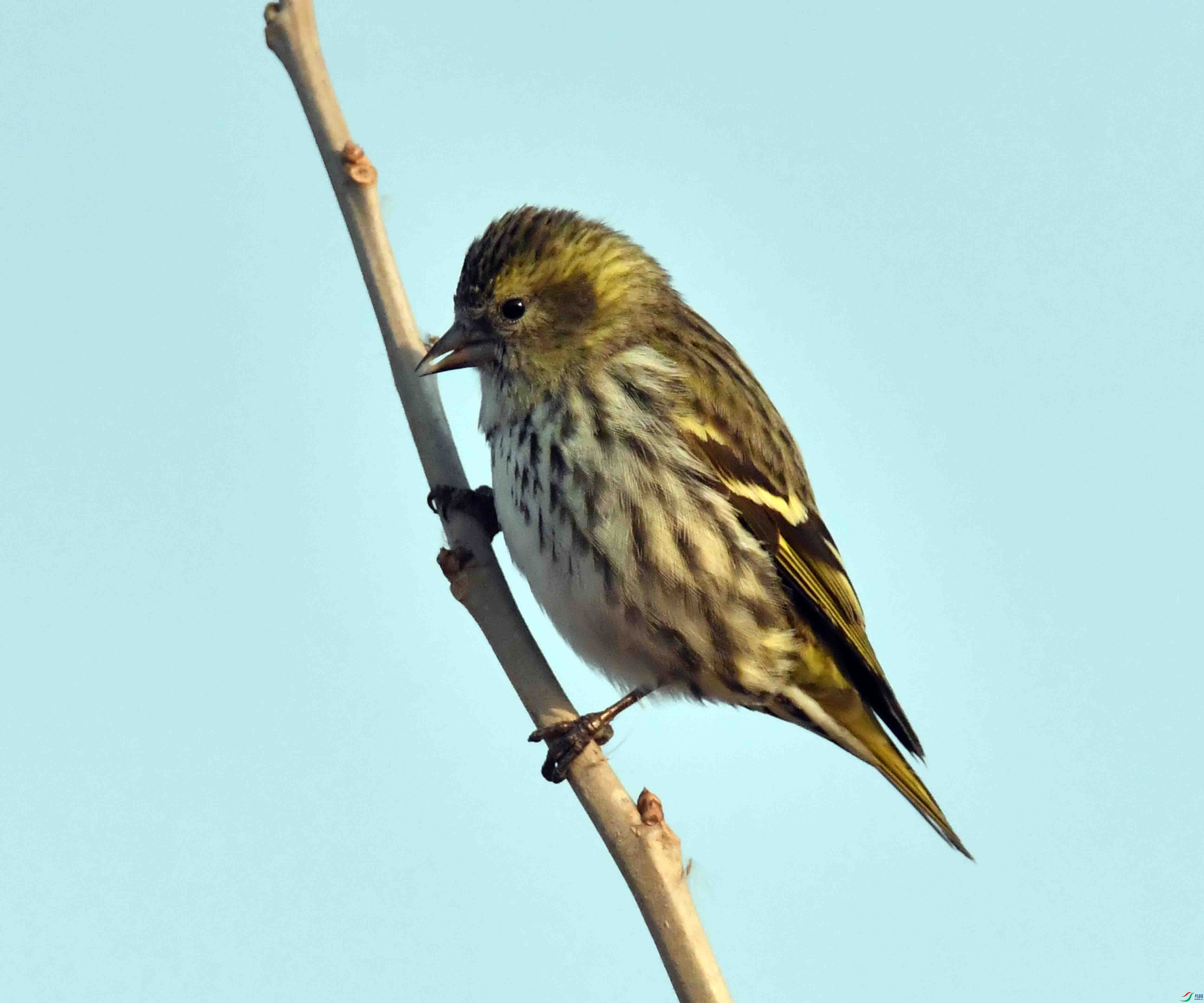 DSC_4527.JPG