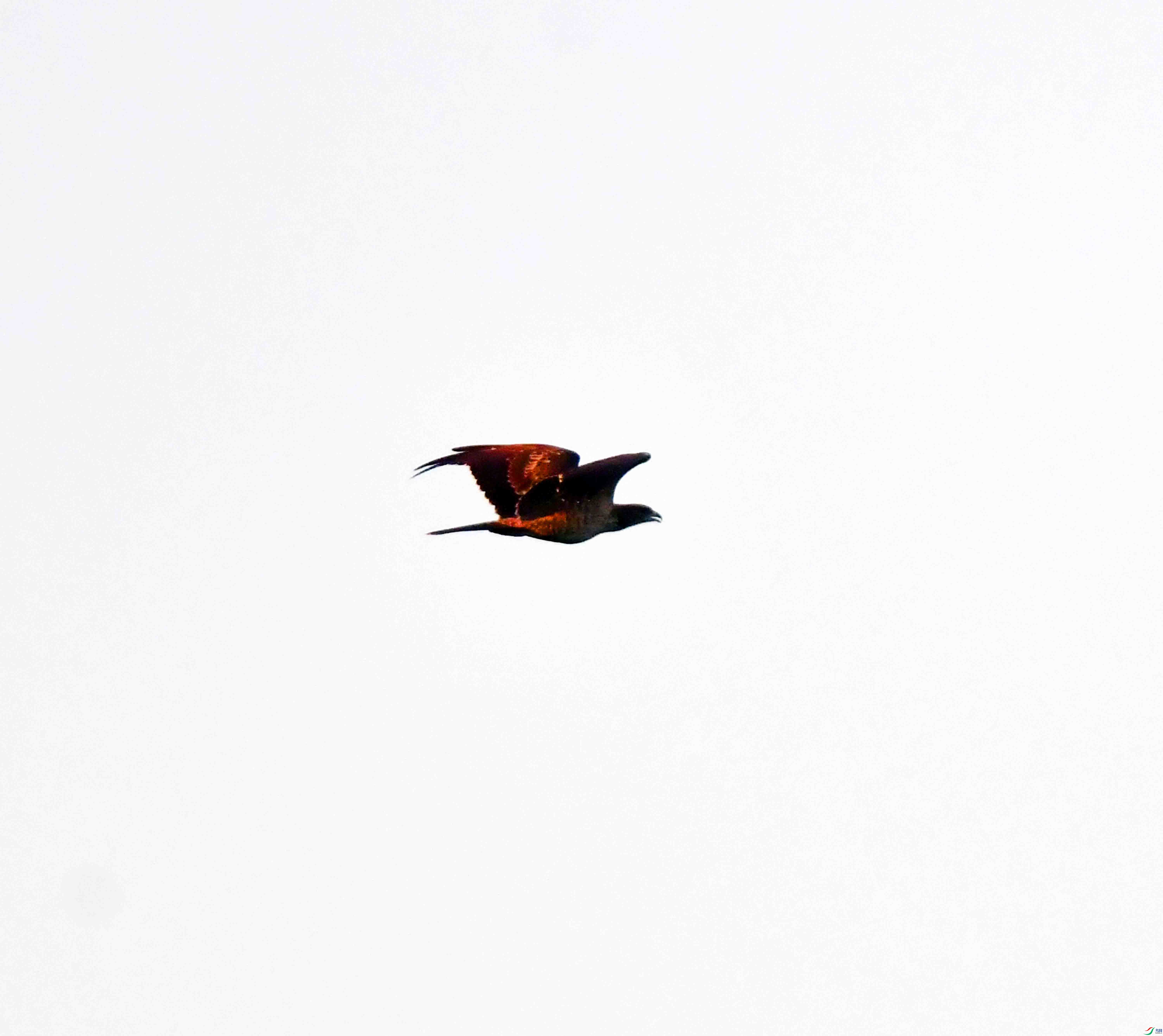 DSC_0379.JPG