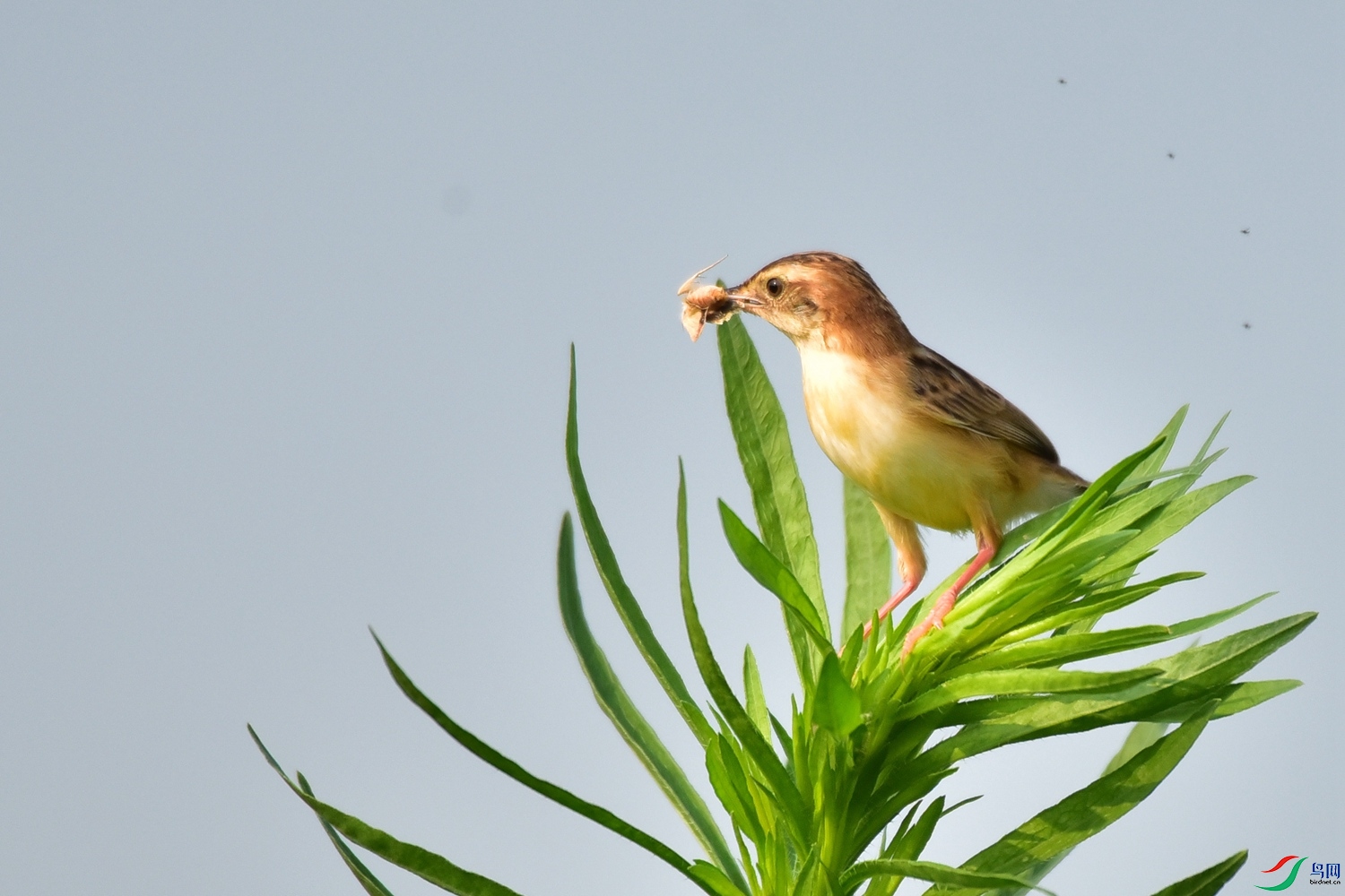 DSC_6632.JPG