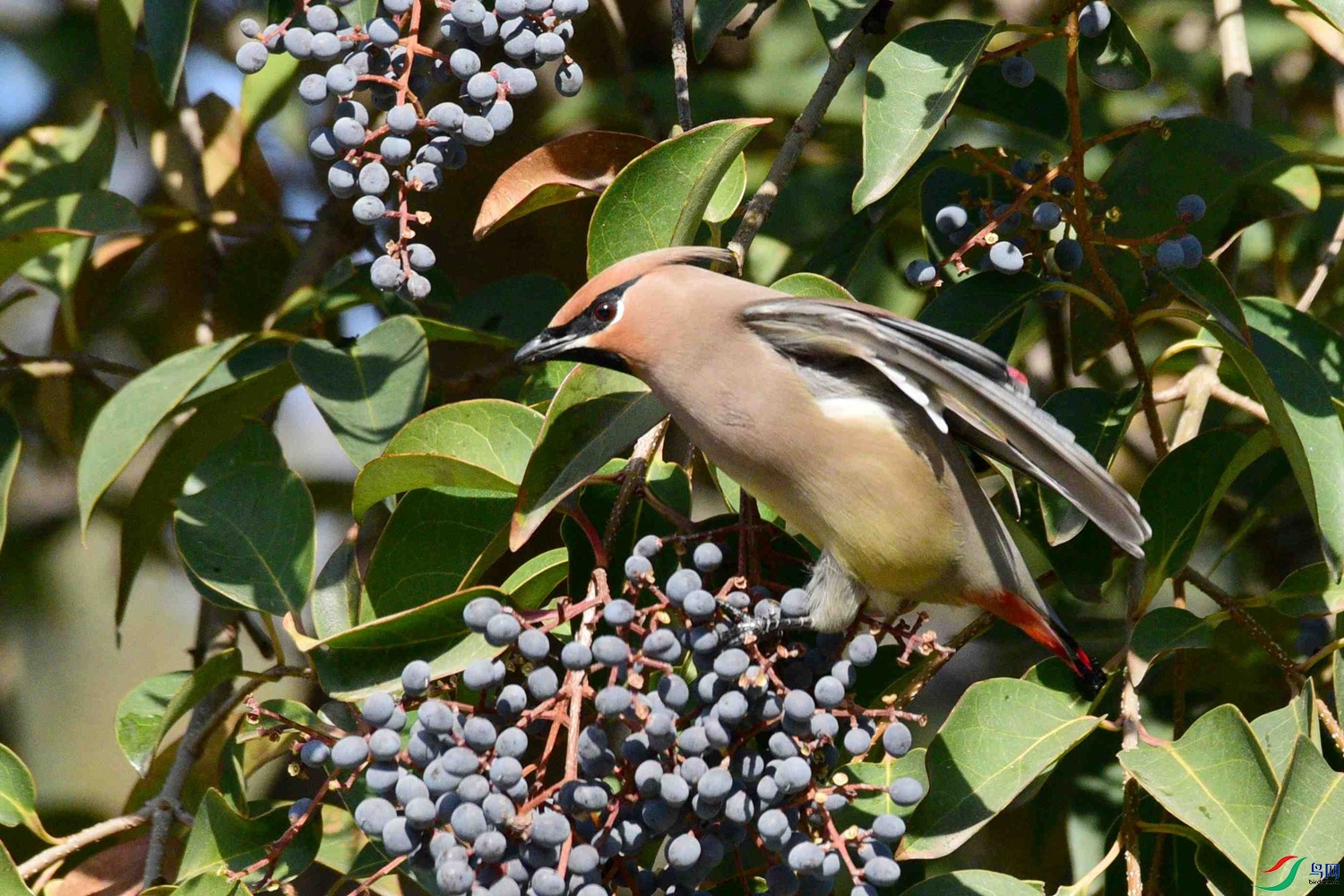 DSC_8514.JPG