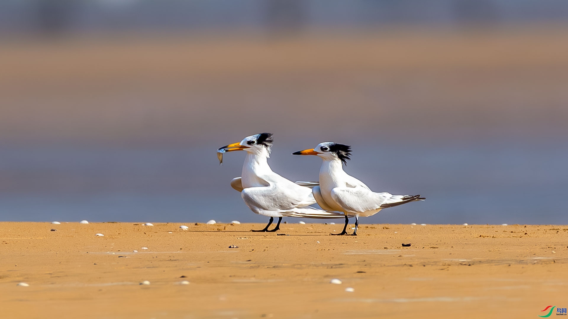 ��˼  ���� ɳ���Խ� ����.jpg