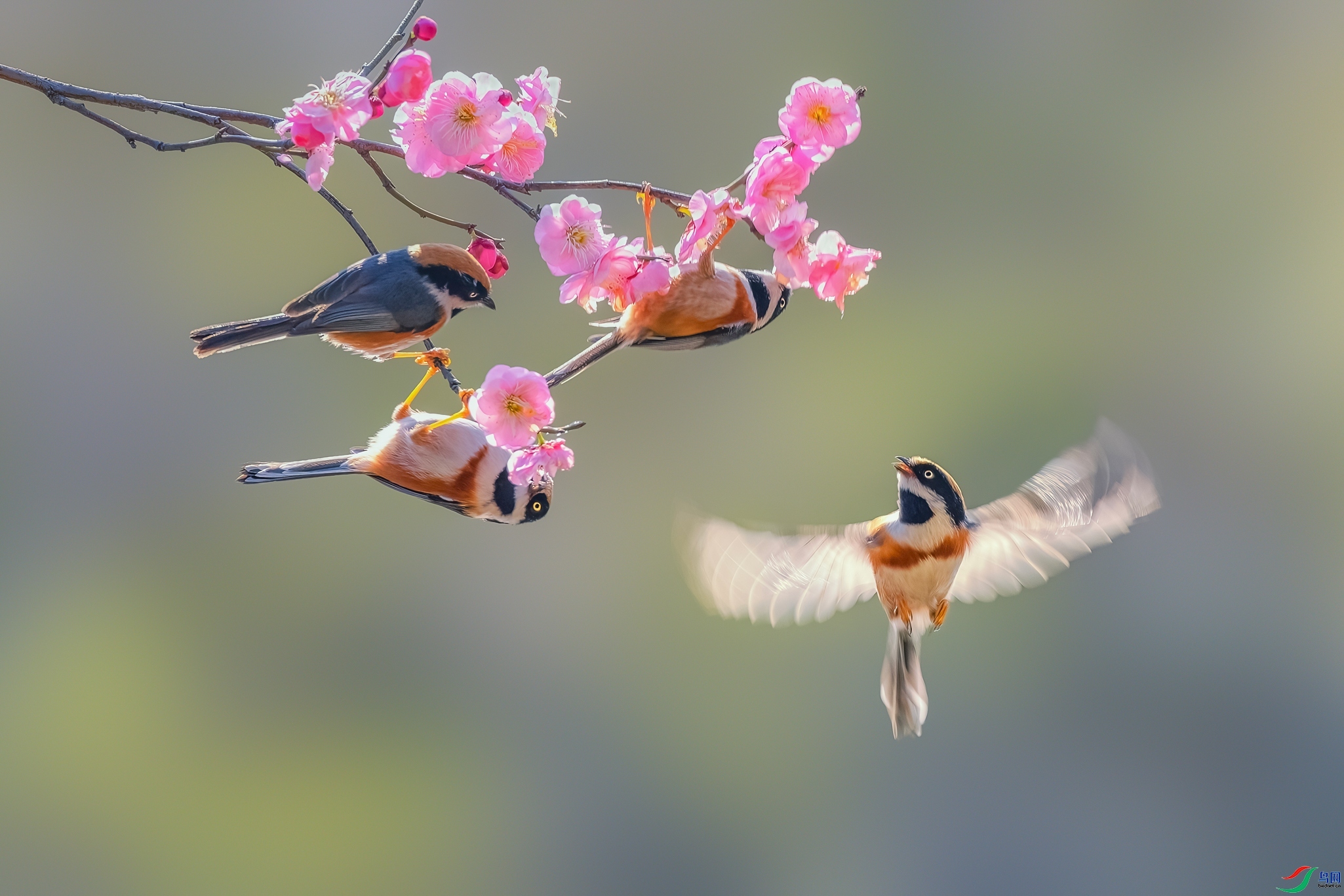 ������  ���� Hsia  ����.jpg