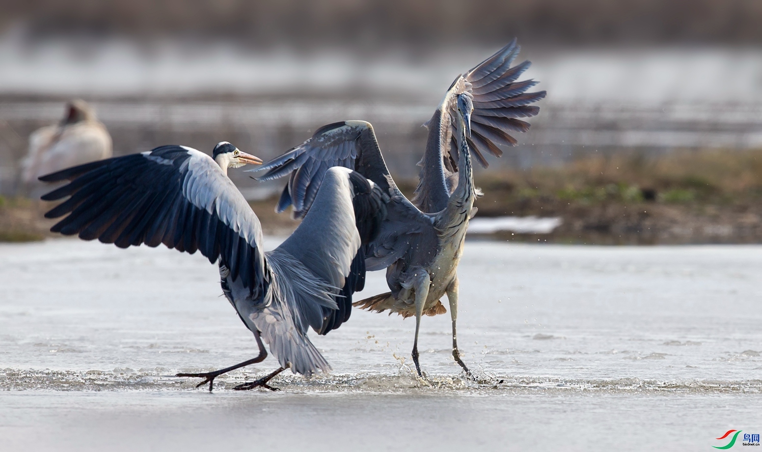 �ǲ�������  ���� ��Х ����.jpg